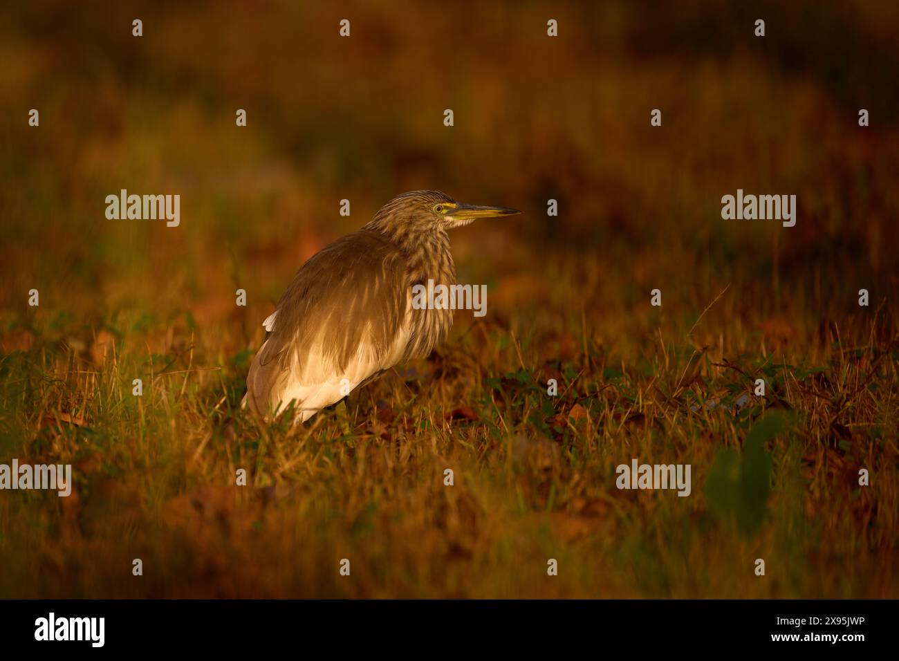 Inde coucher de soleil, faune. Indian Pond Heron, Ardeola grayii grayii, dans l'habitat marécageux naturel, Kabini Nagarhole NP en Inde. Oiseau dans la fleur verte Banque D'Images