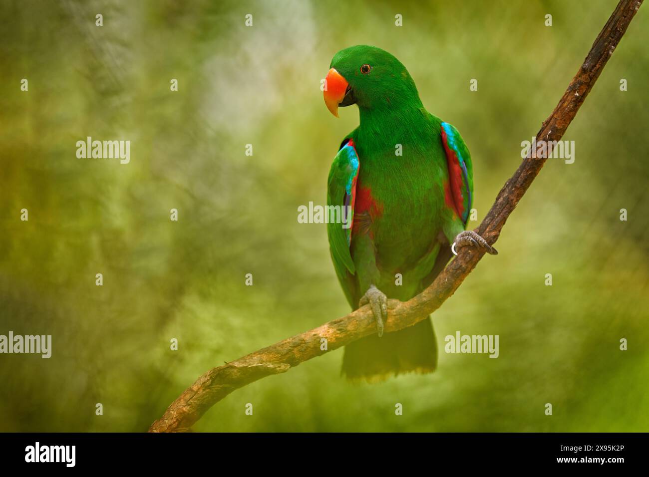 Eclectus papou, eclectus à flancs rouges, Eclectus polychloros, grand perroquet vert de Nouvelle-Guinée, Asie. Eclectus papou, oiseau dans l'habitat forestier naturel, Banque D'Images