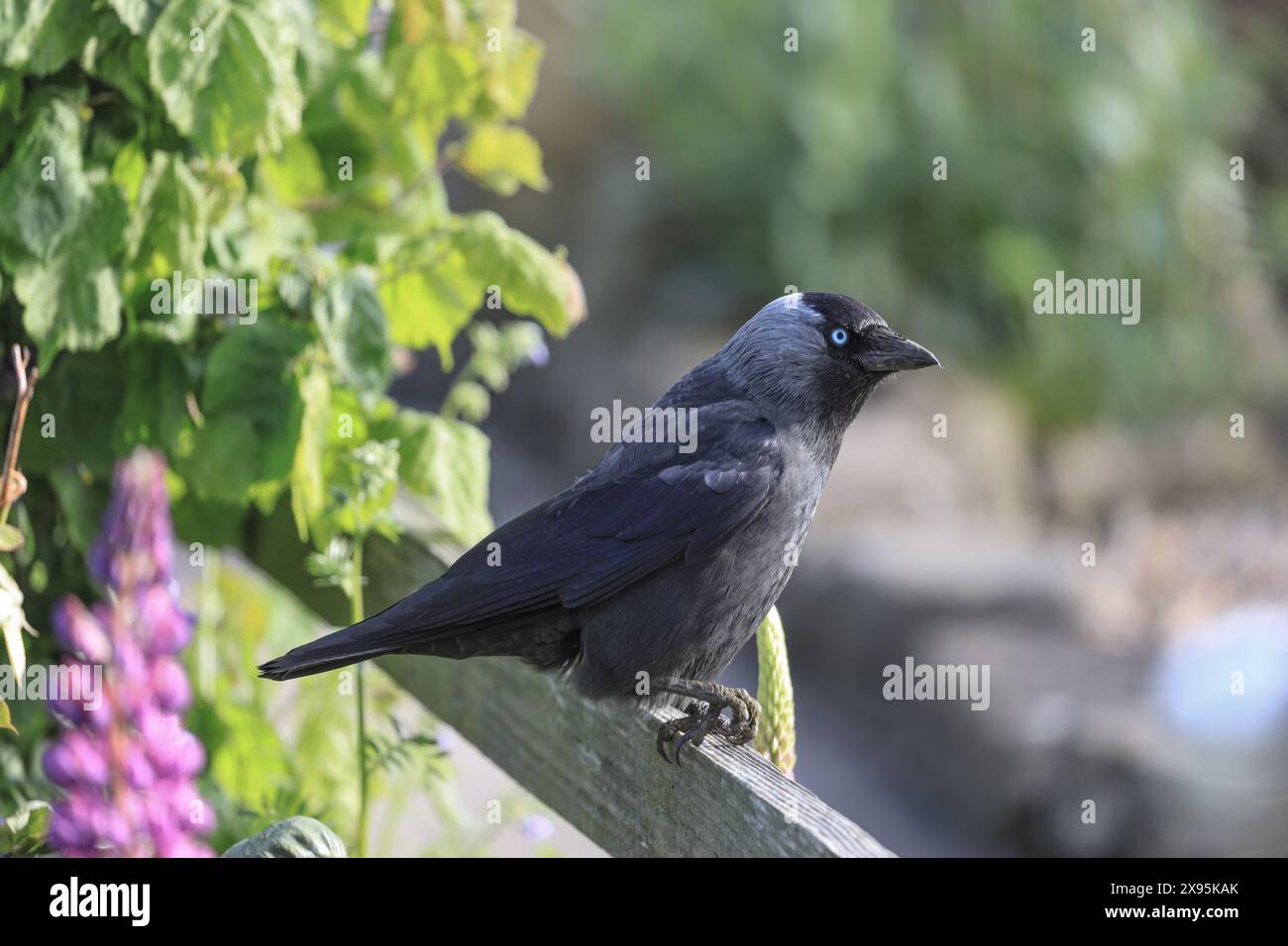 Jackdaw (Corvus monedula) avec un pied blessé perché sur une clôture de jardin, Angleterre, Royaume-Uni Banque D'Images