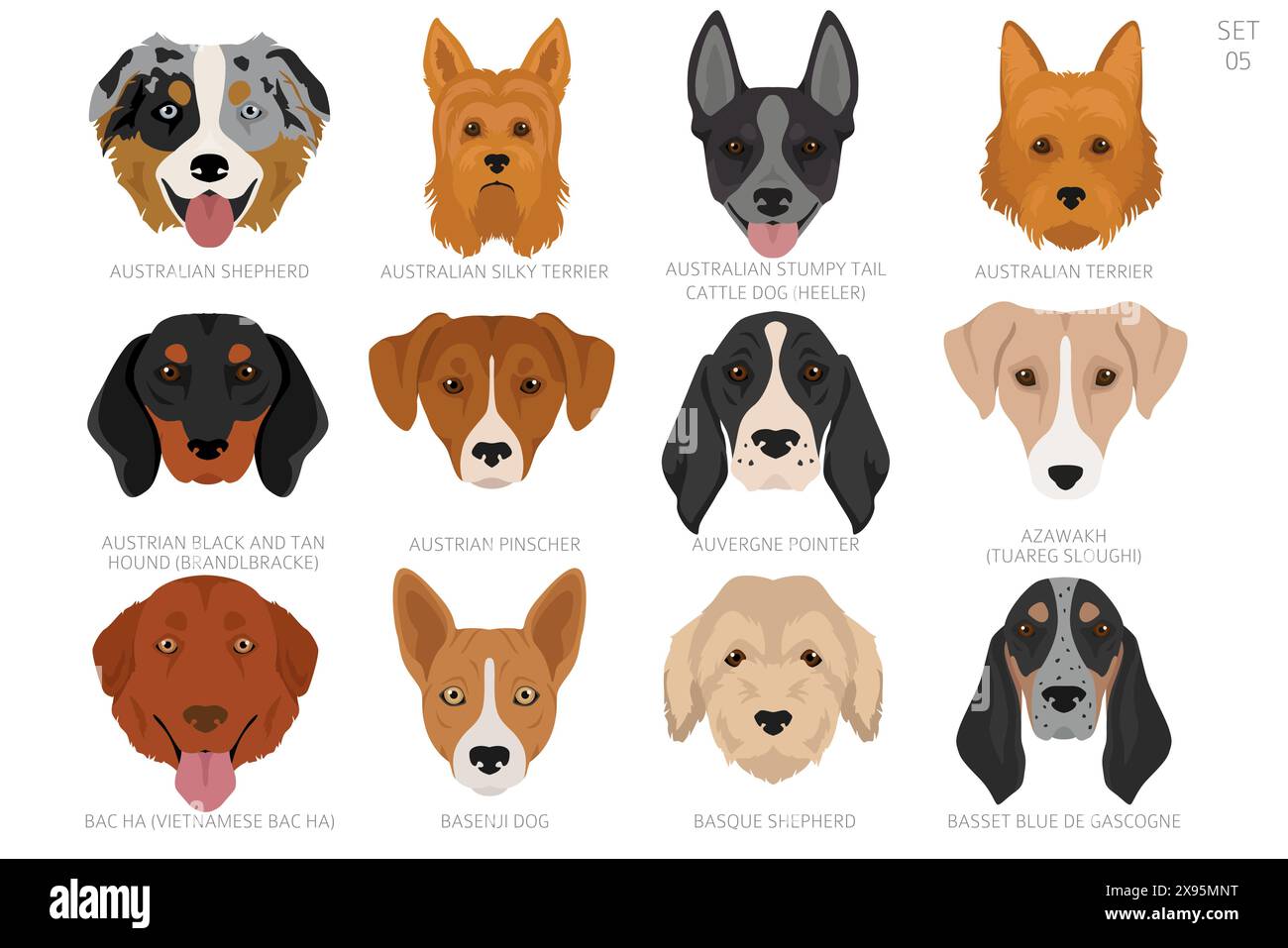 Tête de chien dans l'ordre alphabétique. Toutes races de chiens. Conception vectorielle de couleur. Illustration vectorielle Illustration de Vecteur