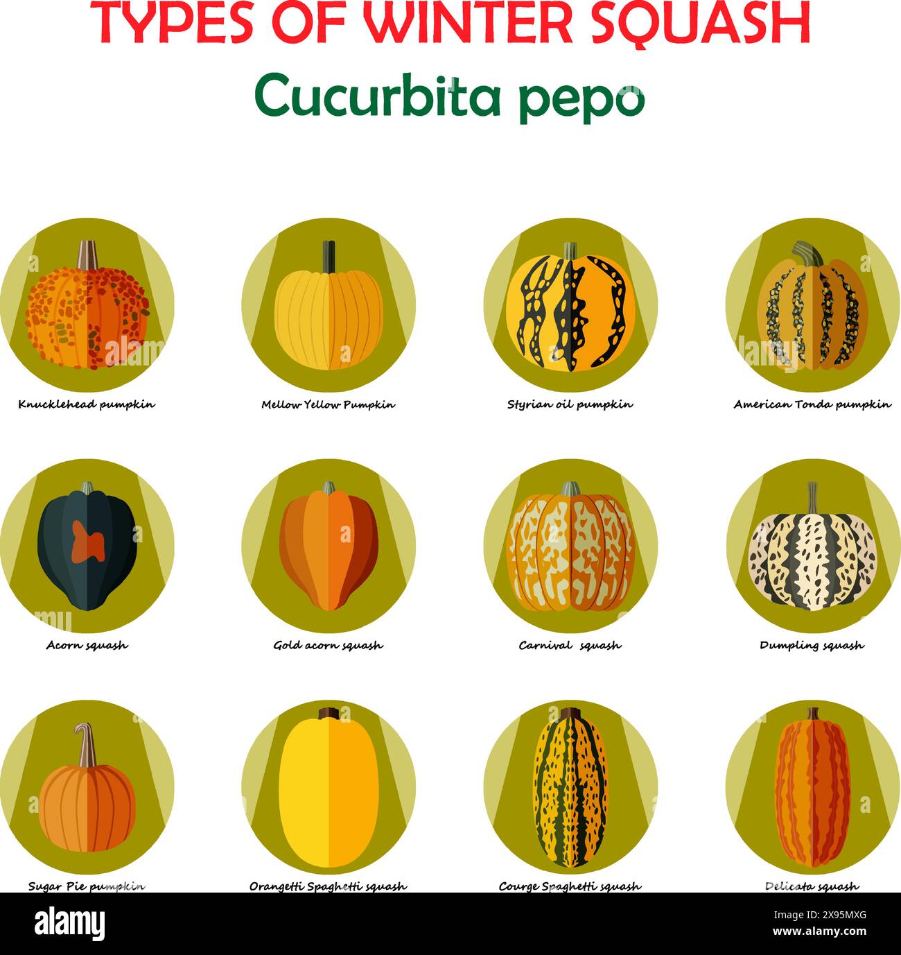 Ensemble d'icônes avec différents types de courge d'hiver. Cucurbita pepo. Cucurbitaceae. Fruits et légumes. Illustration vectorielle isolée. Style plat. Illustration de Vecteur