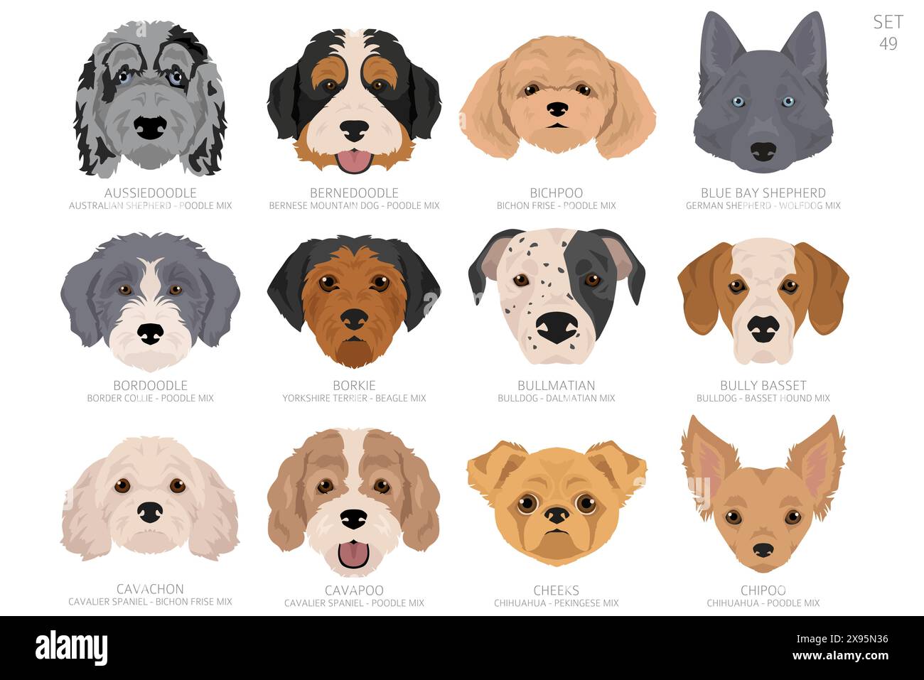 Designers tête de chien dans l'ordre alphabétique. Toutes les races de chiens mélangées. Conception vectorielle de couleur. Illustration vectorielle Illustration de Vecteur