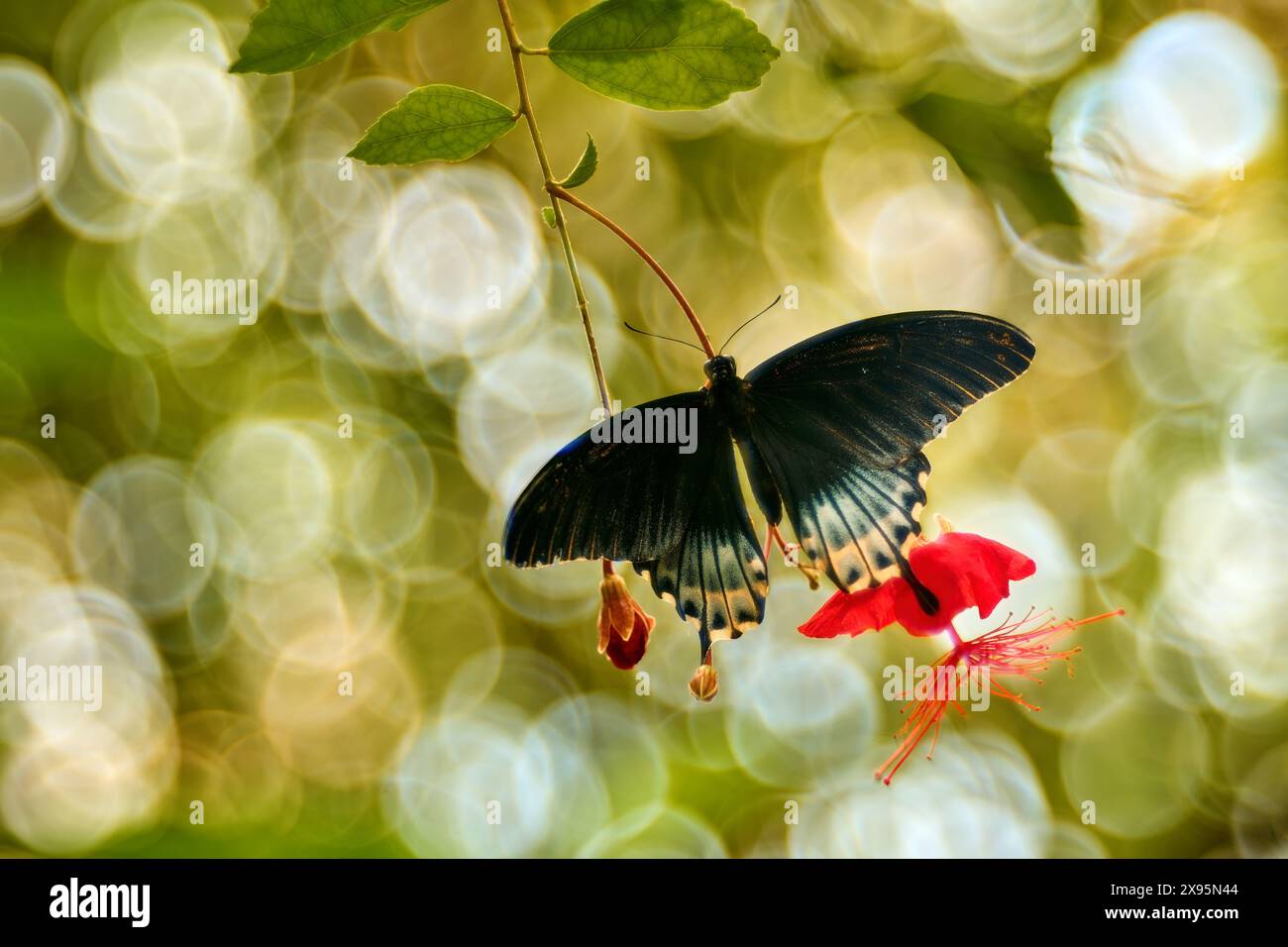 Grand mormon noir, Papilio memnon, insecte sur fleur fleurissent dans l'habitat naturel. Papillon entrant Malaisie. Nature sauvage. Papillon tropique dans le Banque D'Images