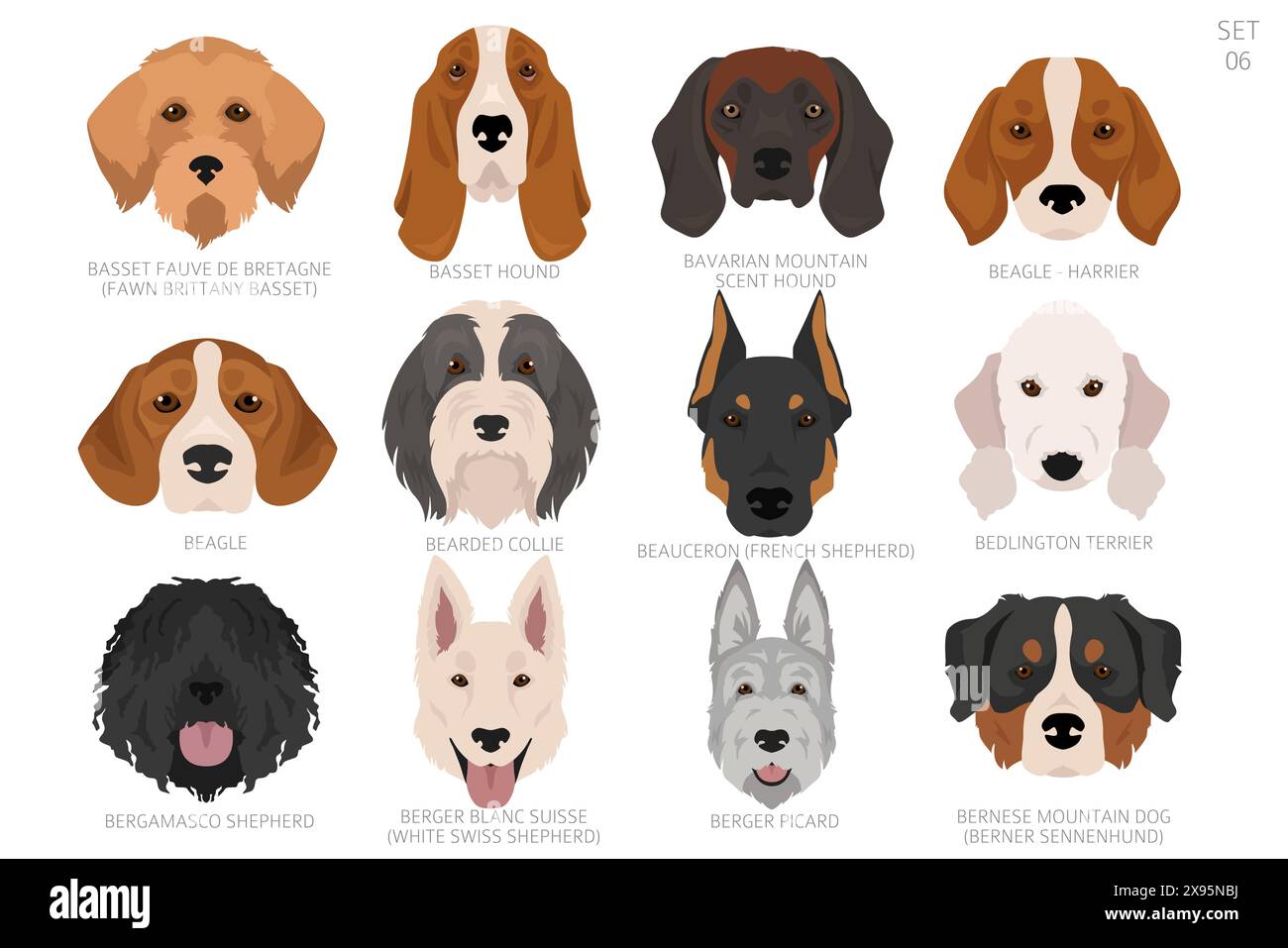 Tête de chien dans l'ordre alphabétique. Toutes races de chiens. Conception vectorielle de couleur. Illustration vectorielle Illustration de Vecteur