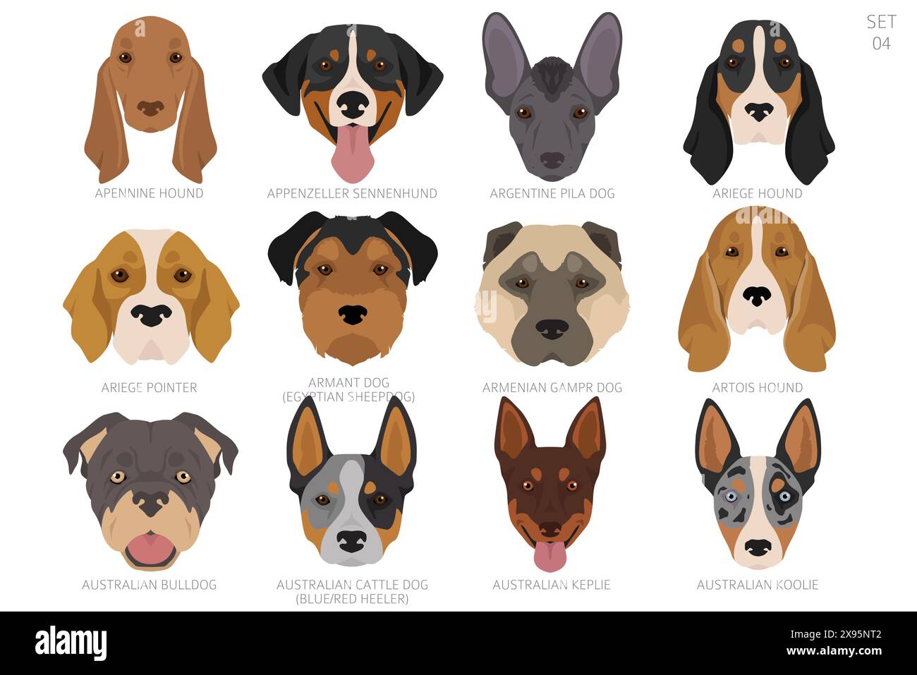 Tête de chien dans l'ordre alphabétique. Toutes races de chiens. Conception vectorielle de couleur. Illustration vectorielle Illustration de Vecteur