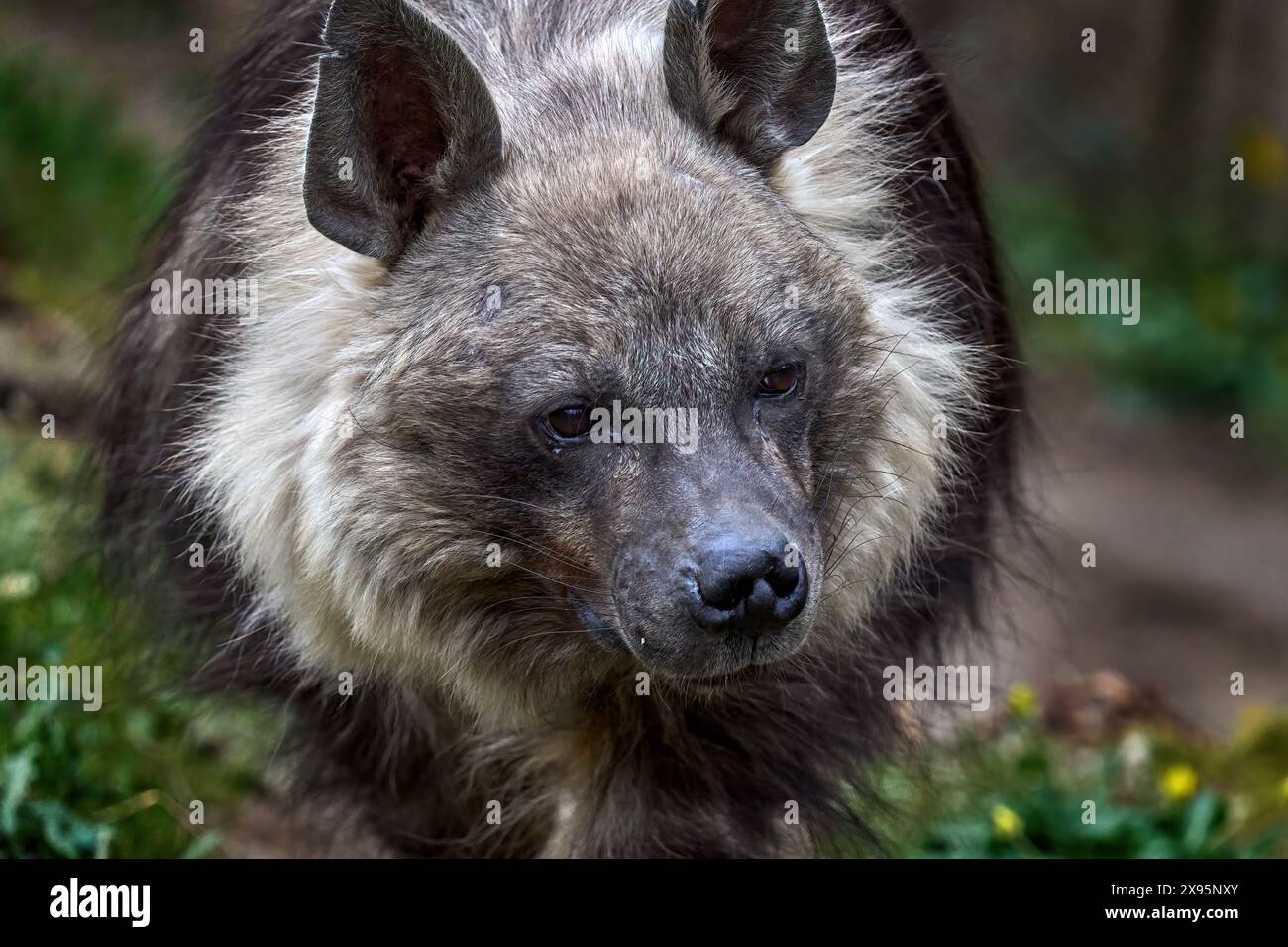 Hyena brune, Parahyaena brunnea animal dangereux d'Afrique du Sud. Portrait détaillé en gros plan d'un animal sauvage. Tête de manteau en fourrure avec crinière et longues oreilles. HY Banque D'Images