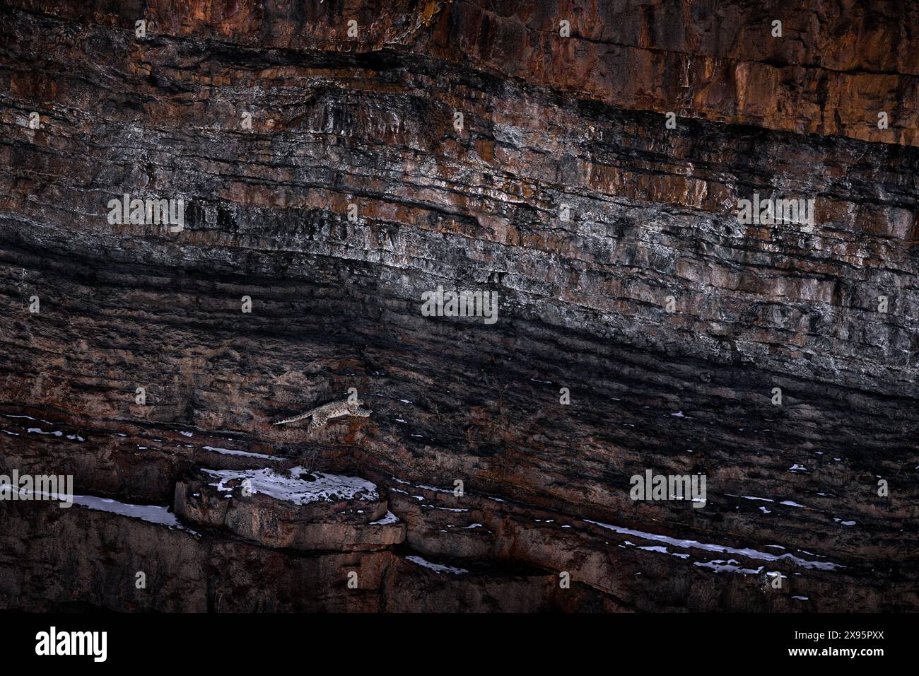 Saut de leporad neige dans l'habitat de montagne de la nature, Spiti Valley, Himalaya en Inde. Léopard des neiges Panthera uncia dans la roche, la nature sauvage. Trouve Wil Banque D'Images