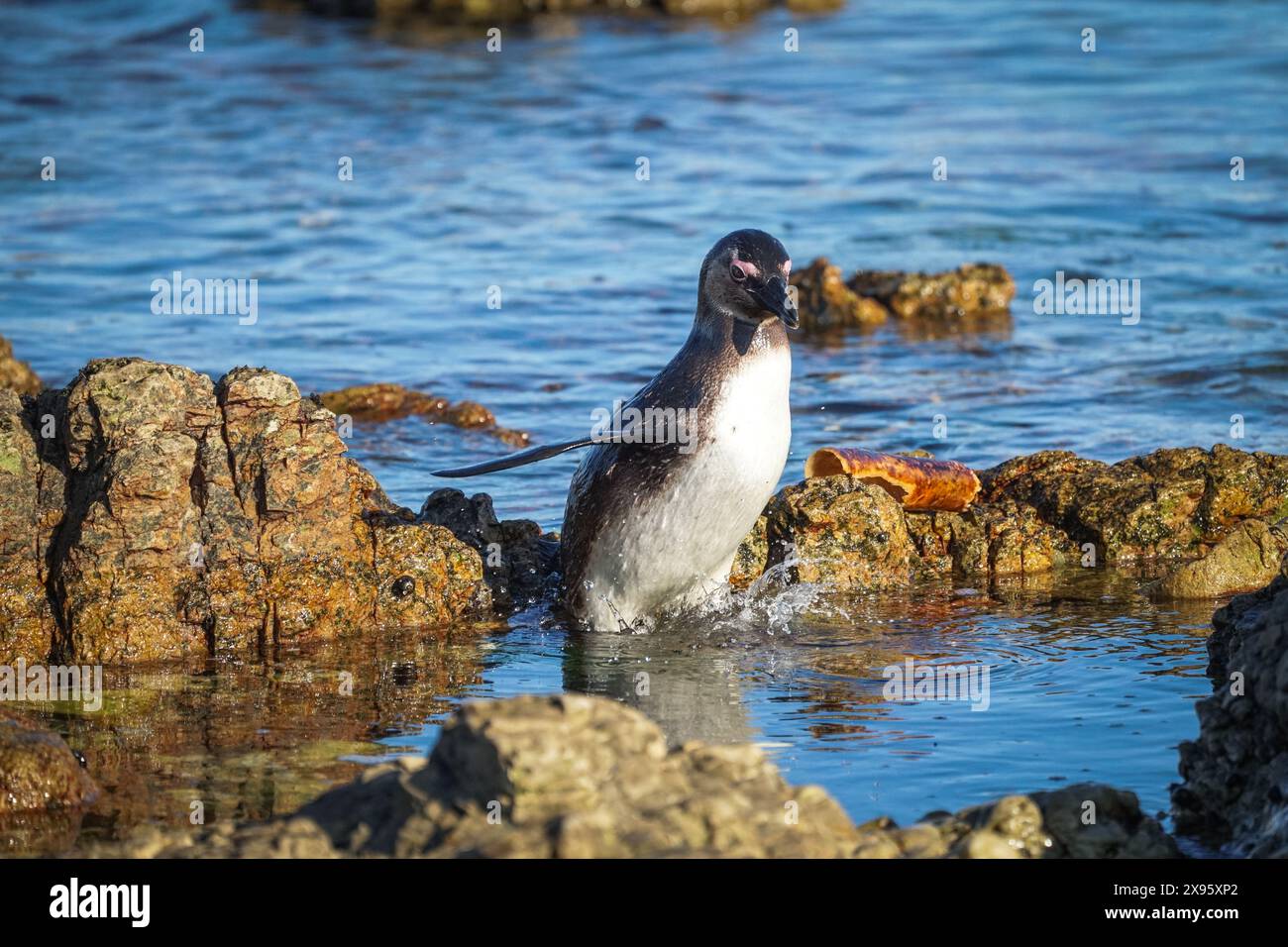 Africain, manchot du Cap (Spheniscus demersus) oiseau en voie de disparition sautant d'un rocher dans l'eau de mer avec un éclaboussure dans Betty's Bay, Western Cape, Afrique du Sud Banque D'Images