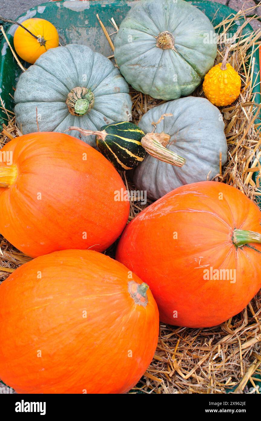 Assortiment de citrouilles Banque D'Images