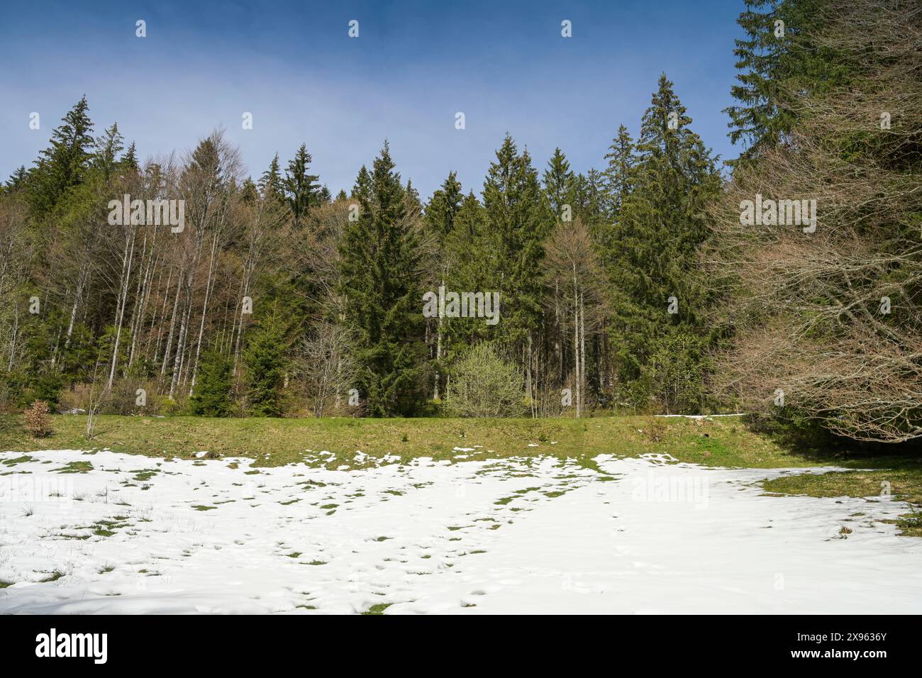 Schnee, Frühling, Nadelwald, Belchen, Schwarzwald, Baden-Württemberg, Deutschland Banque D'Images