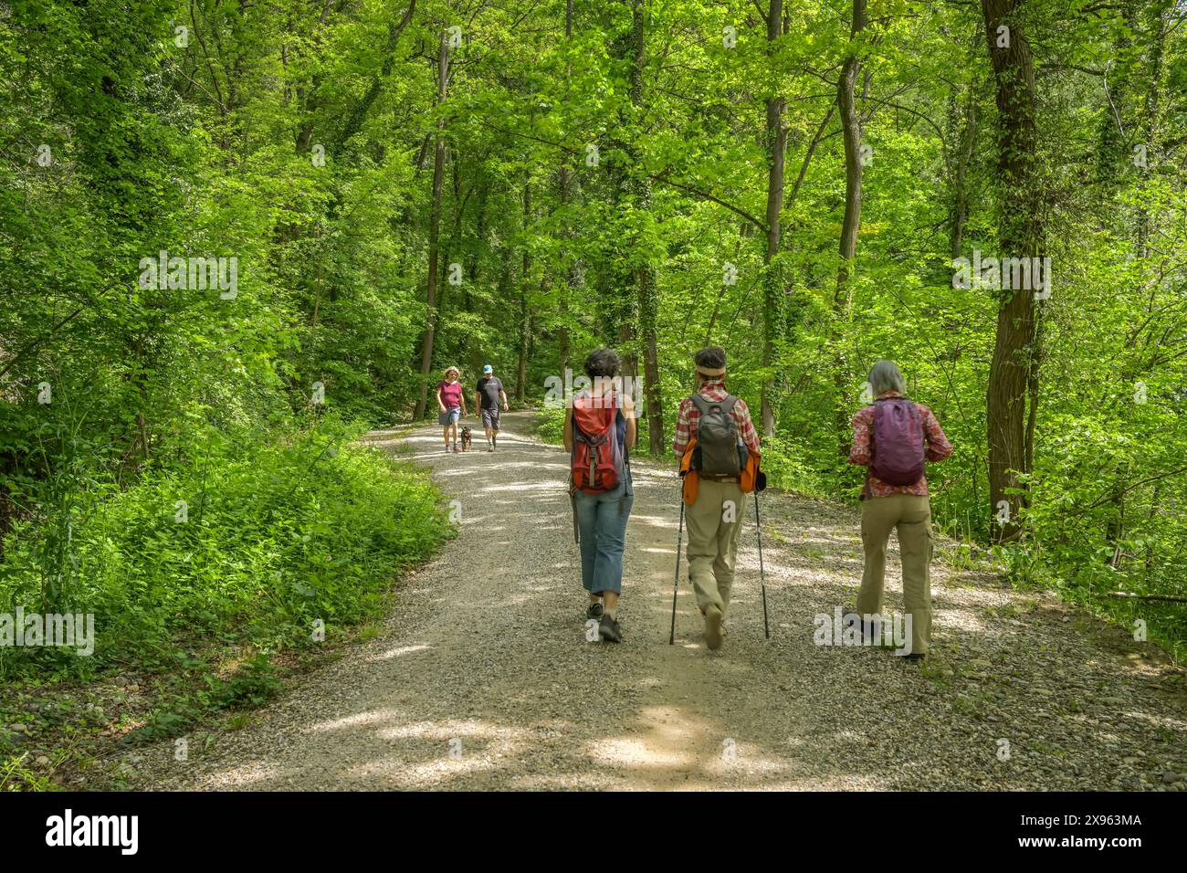 Wanderung im Rheinauenwald im Naturschutzgebiet Rappennestgießen, Burkheim am Kaiserstuhl, Bade-Württemberg, Allemagne Banque D'Images