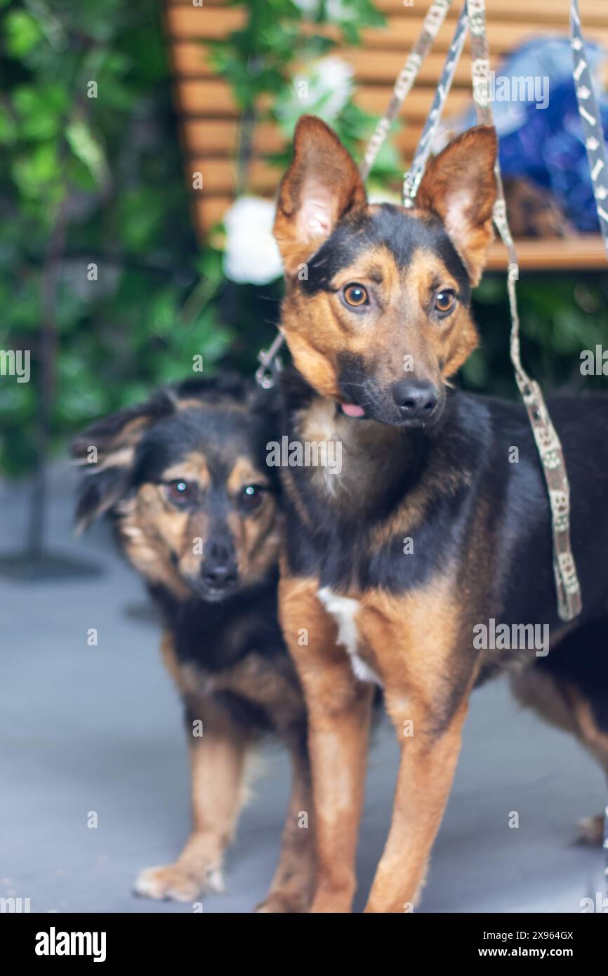 Deux chiens, tous deux tenus en laisse, sont debout ensemble. Ils semblent être des compagnons, probablement de la même race, partageant paisiblement le moment Banque D'Images