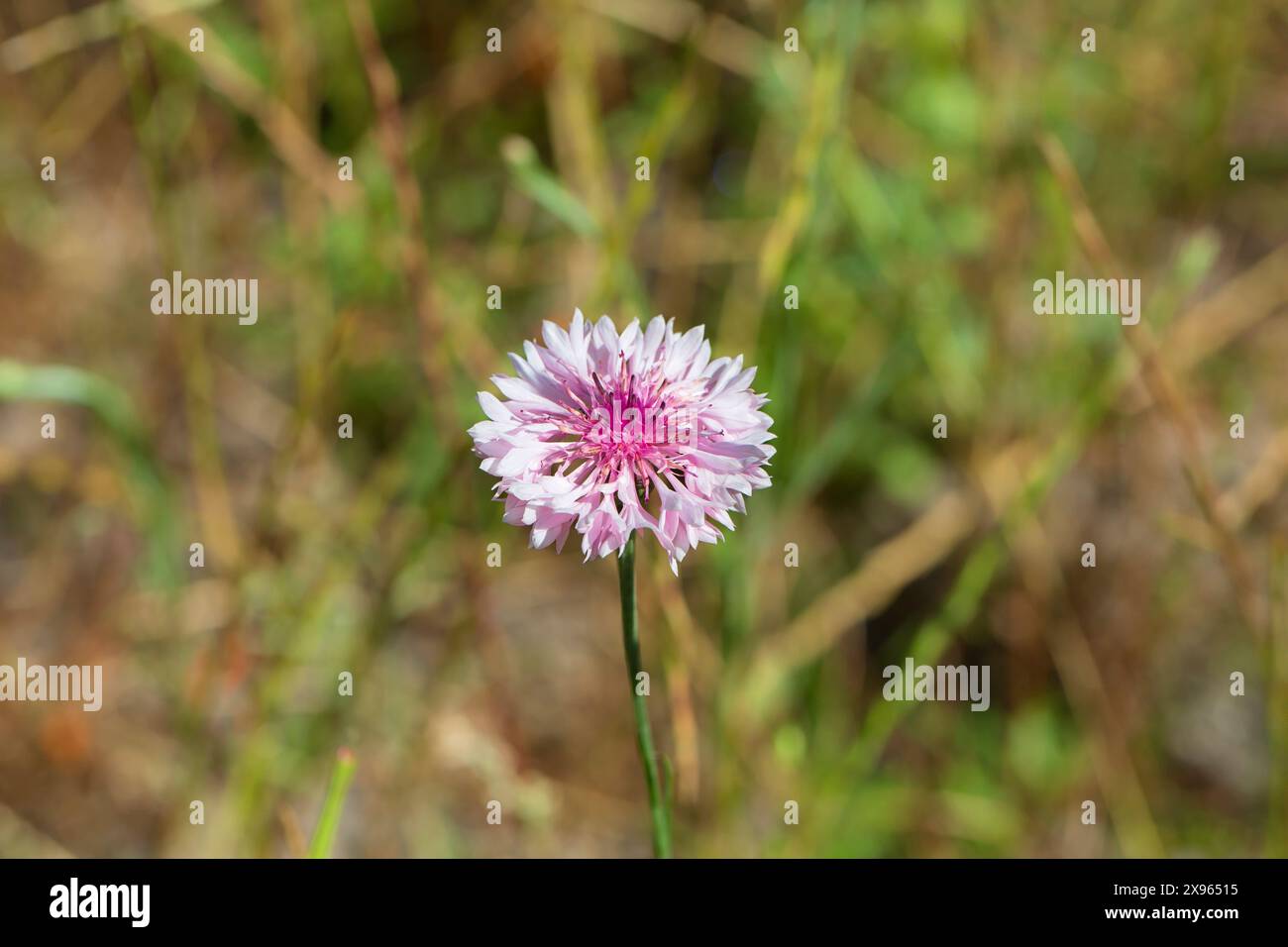 Centaurea cyanus rose pâle, bleuet, poussant dans la prairie de fleurs sauvages de Sea Pines Forest Preserve, Hilton Head Island, Caroline du Sud Banque D'Images