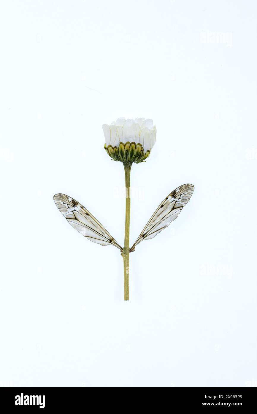 Une fleur blanche pressée avec des ailes de libellule pour les feuilles sur un fond blanc. Banque D'Images