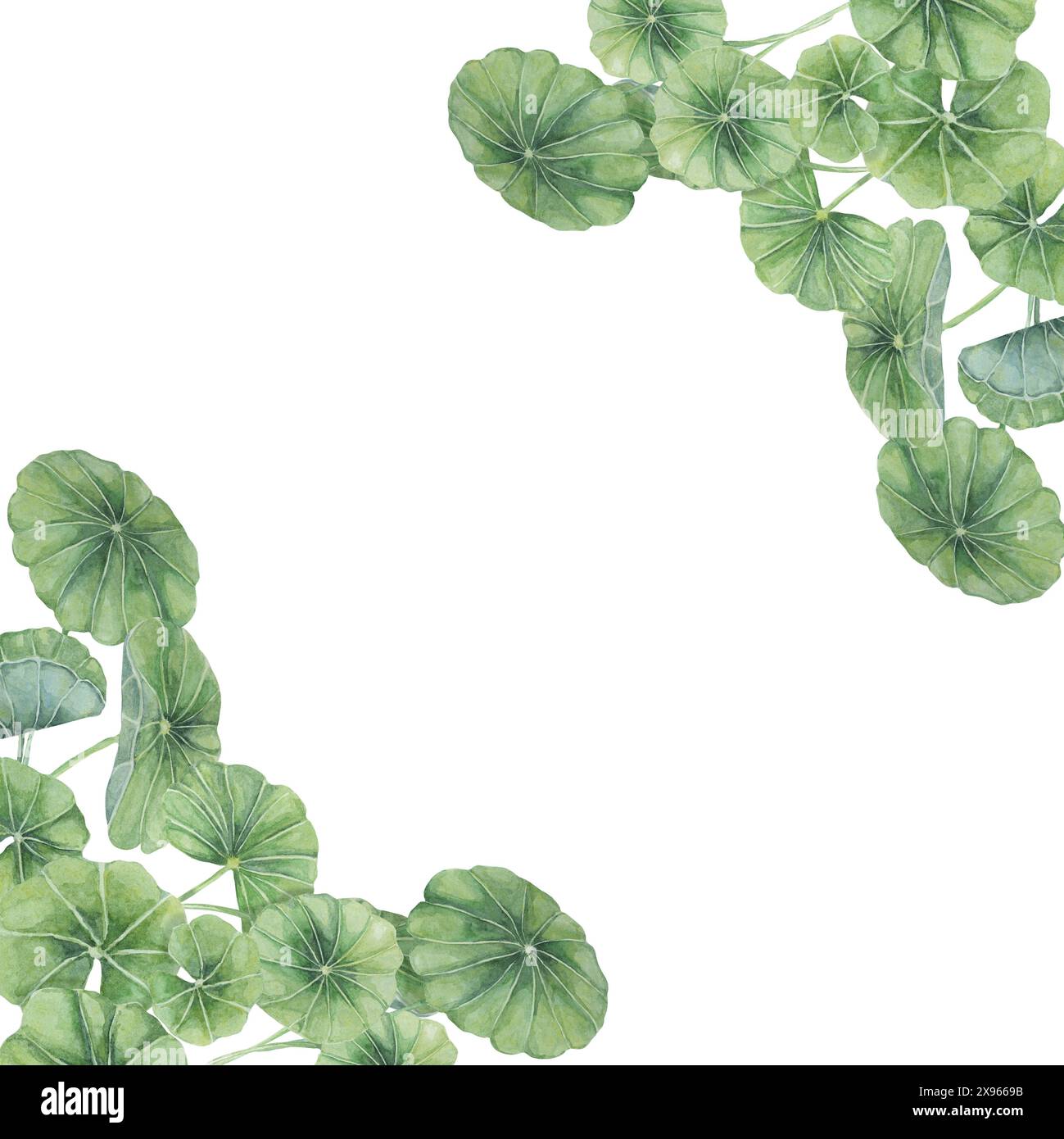 Centella asiatica cadre d'angle clipart. Modèle de carte aquarelle gotu cola avec espace pour le texte. Jardin botanique mariage et design printanier. Mise en page pour cosmétiques, étiquette beauté et emballage. Banque D'Images