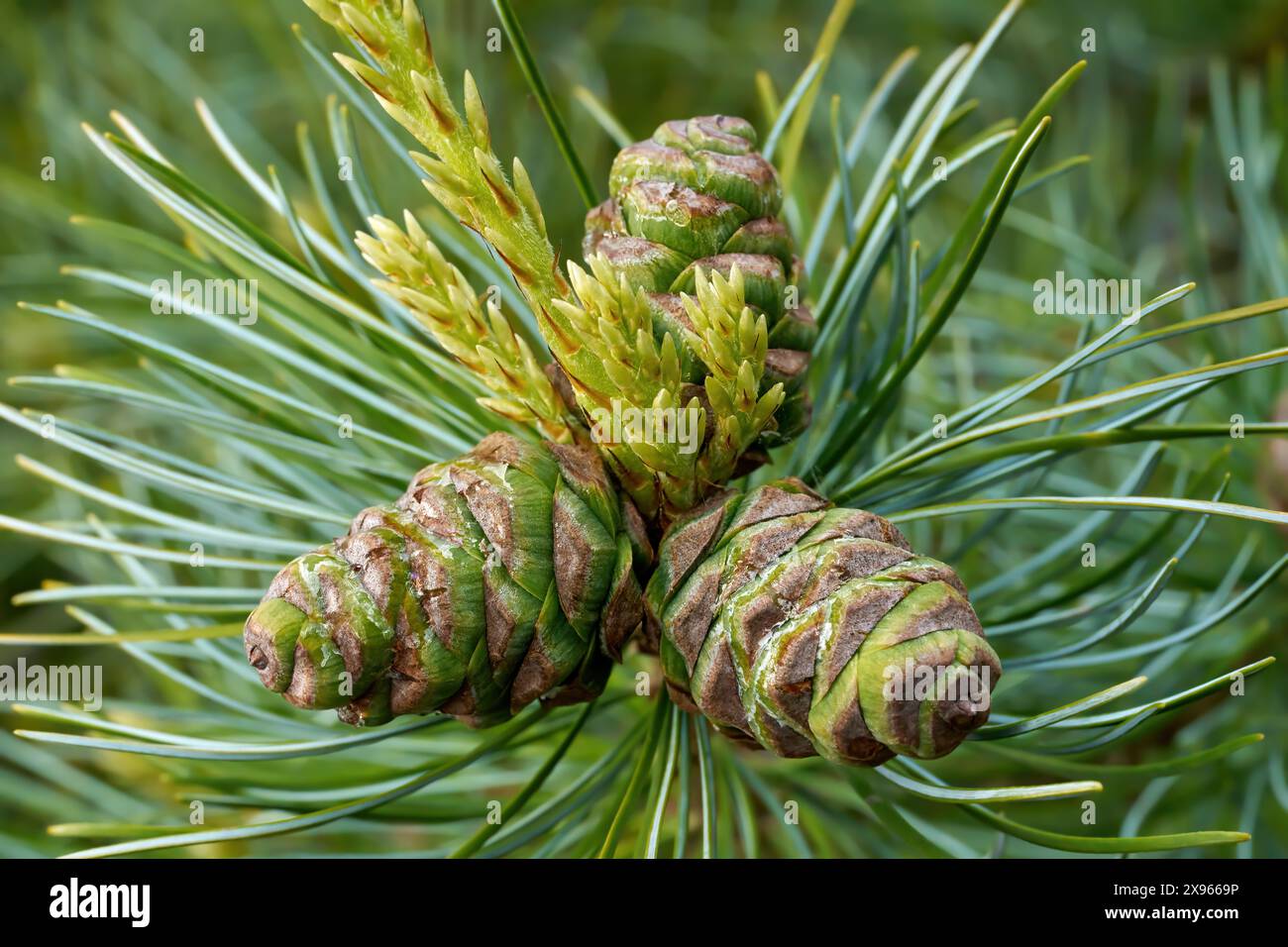 Cônes de PIN à cinq aiguilles (Pinus parviflora) en gros plan Banque D'Images