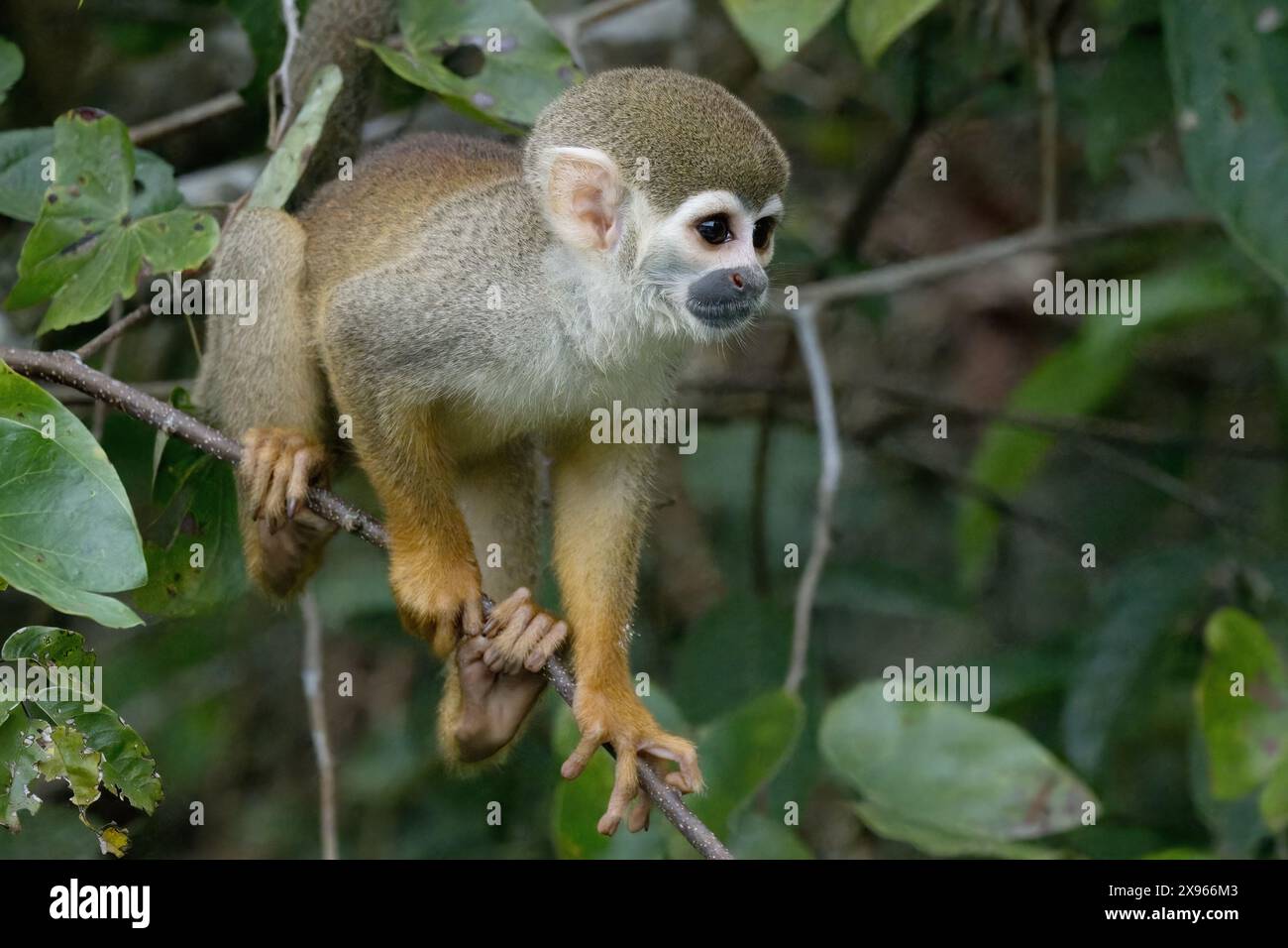 Singe écureuil doré (Saimiri ustus), bassin amazonien, Brésil, Amérique du Sud Banque D'Images