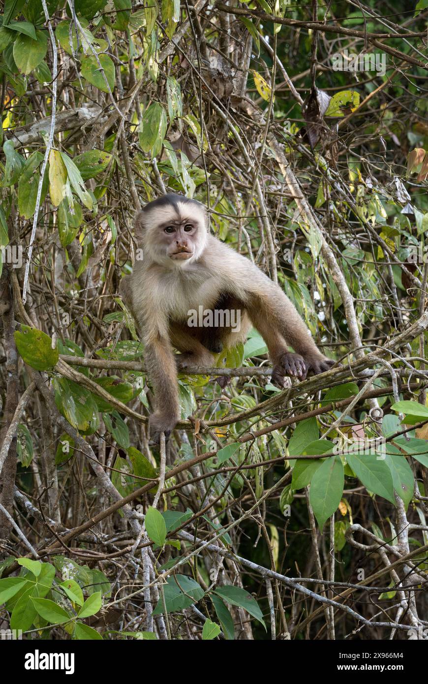 Singe capucin à fronts blancs (Cebus albifrons), bassin amazonien, Brésil, Amérique du Sud Banque D'Images