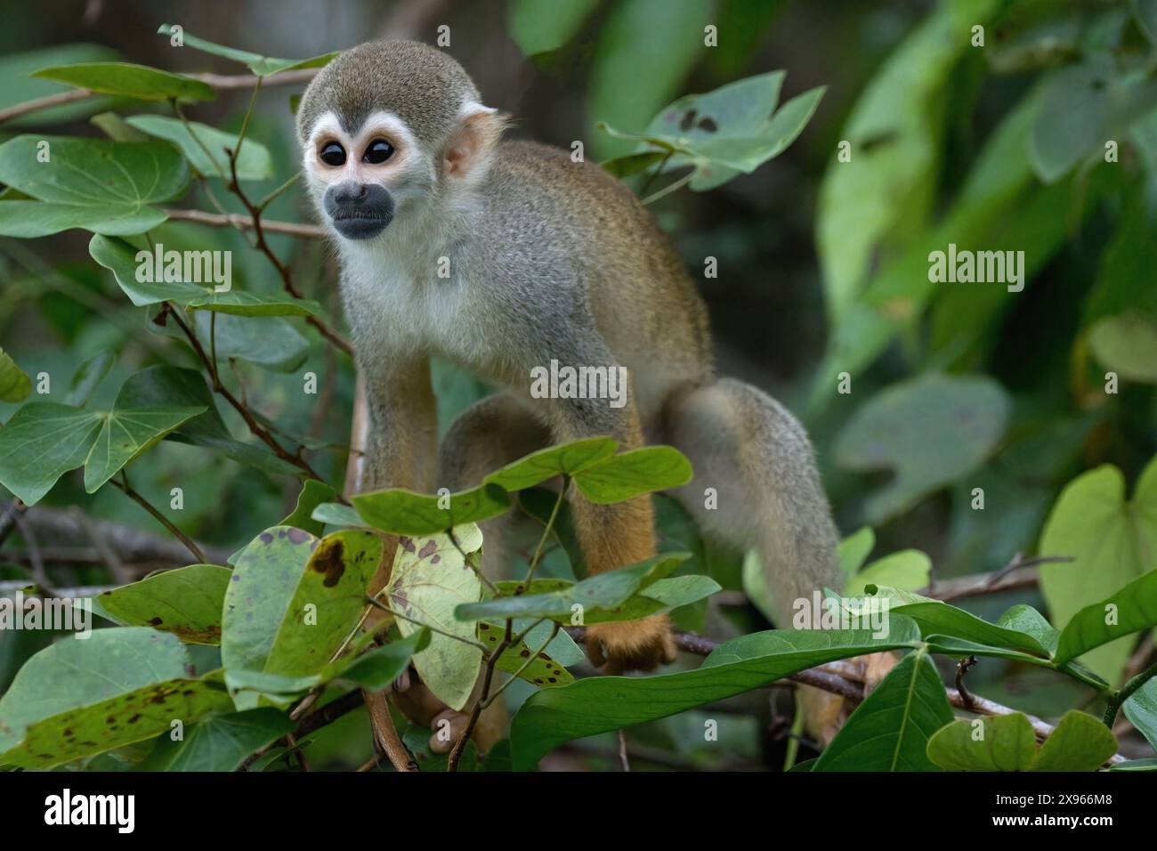 Singe écureuil doré (Saimiri ustus), bassin amazonien, Brésil, Amérique du Sud Banque D'Images