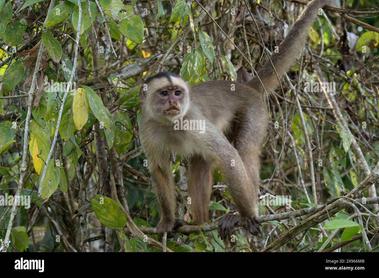 Singe capucin à fronts blancs (Cebus albifrons), bassin amazonien, Brésil, Amérique du Sud Banque D'Images
