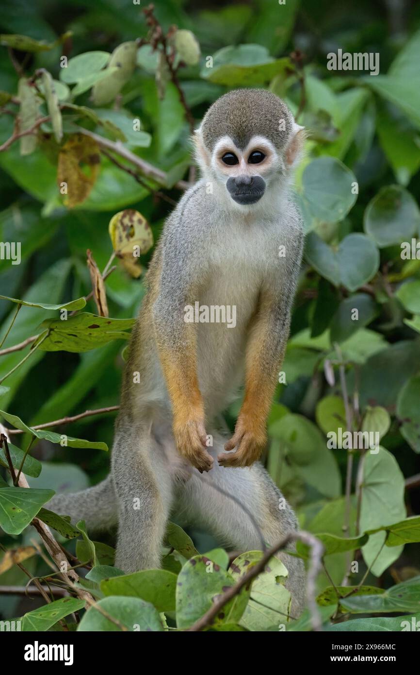 Singe écureuil doré (Saimiri ustus), bassin amazonien, Brésil, Amérique du Sud Banque D'Images