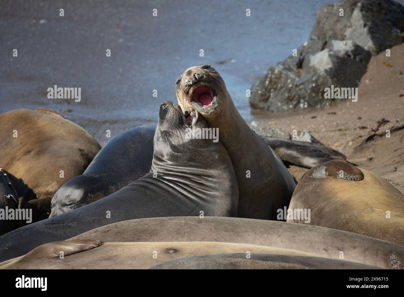 Éléphants de mer femelles adultes et juvéniles en mue printanière sur la plage de Piedras Blancas, Vista point, Californie, États-Unis. Banque D'Images