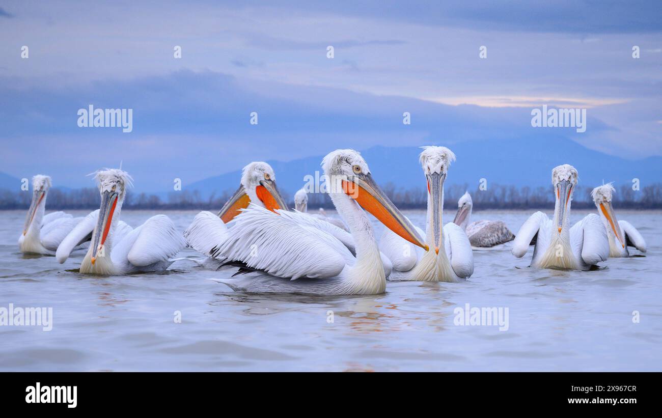 Dalmation Pelican, Lac Kerkini, Macdonia centrale, Grèce, Europe Banque D'Images