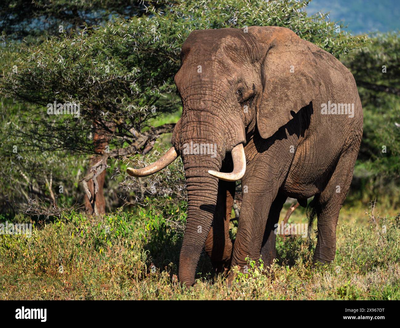 Grand éléphant de taureau, Afrique du Sud, Afrique Banque D'Images