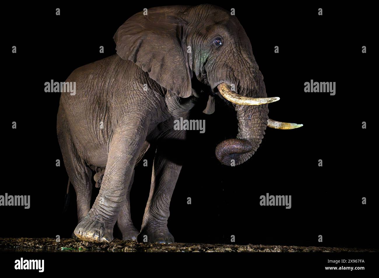 Éléphant d'Afrique, Afrique du Sud, Afrique Banque D'Images