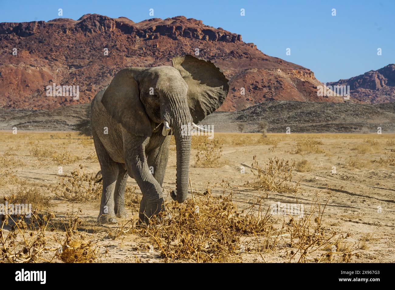 Elephant d'Afrique adapté au désert, Namibie, Afrique Banque D'Images