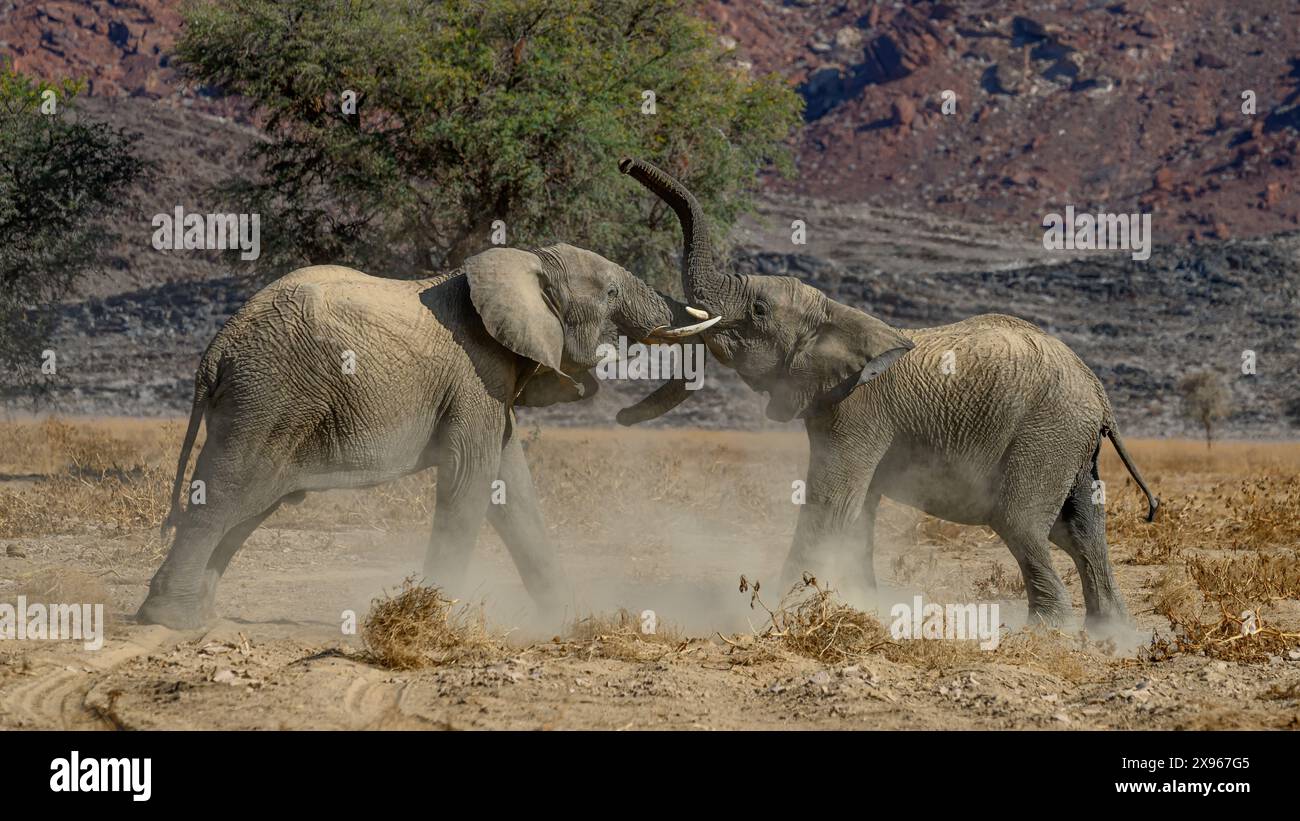 Elephant d'Afrique adapté au désert, Namibie, Afrique Banque D'Images