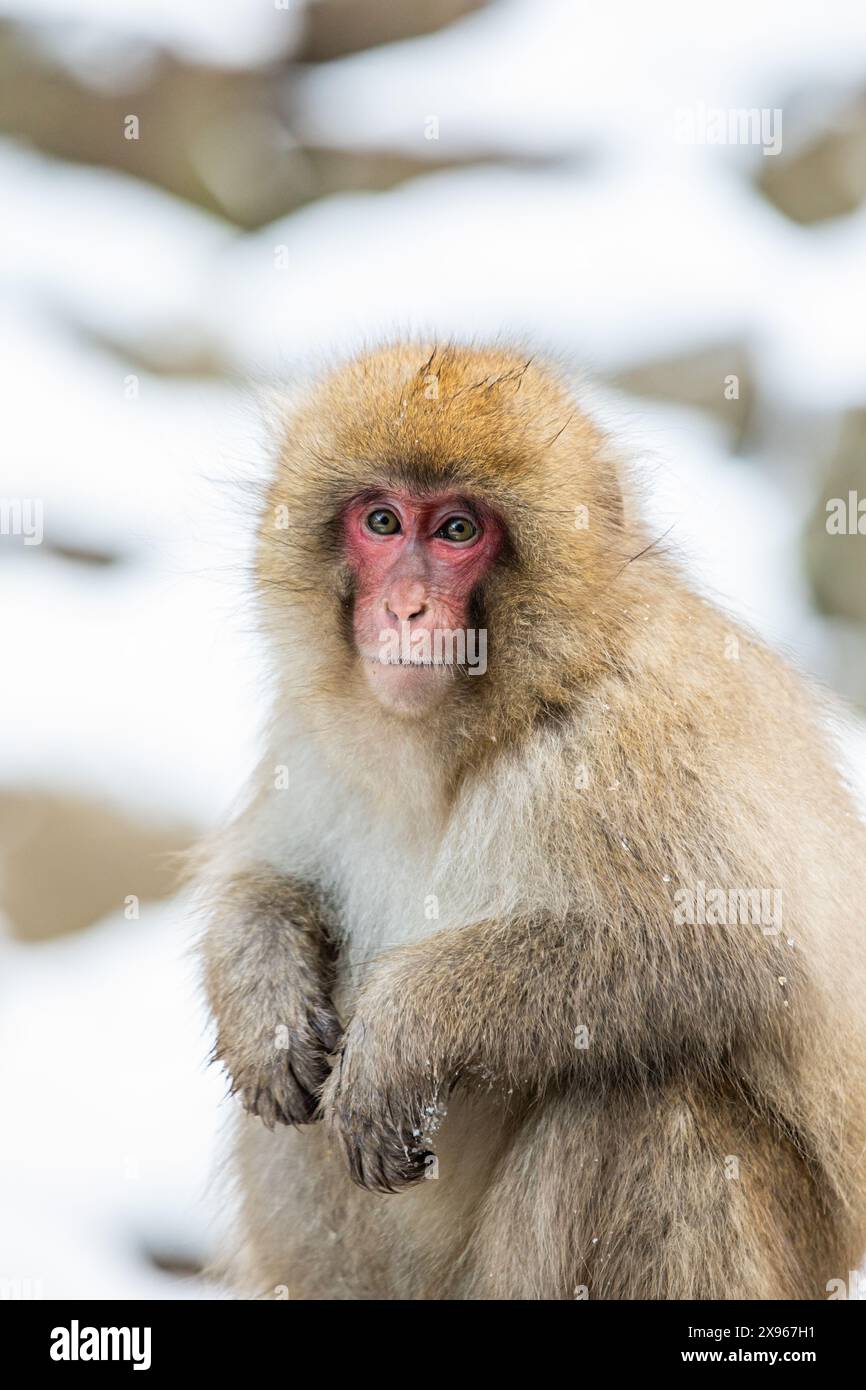 Singes des neiges au Snow Monkey Park, Jigokudani, Préfecture de Nagano, Honshu, Japon, Asie Banque D'Images