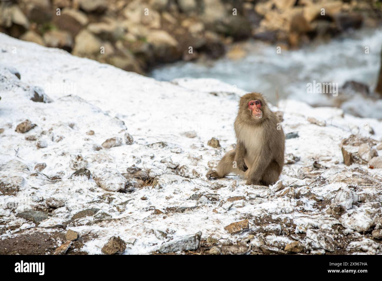 Singes des neiges au Snow Monkey Park, Jigokudani, Préfecture de Nagano, Honshu, Japon, Asie Banque D'Images