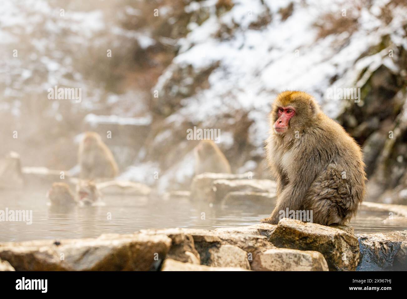 Singes des neiges au Snow Monkey Park, Jigokudani, Préfecture de Nagano, Honshu, Japon, Asie Banque D'Images