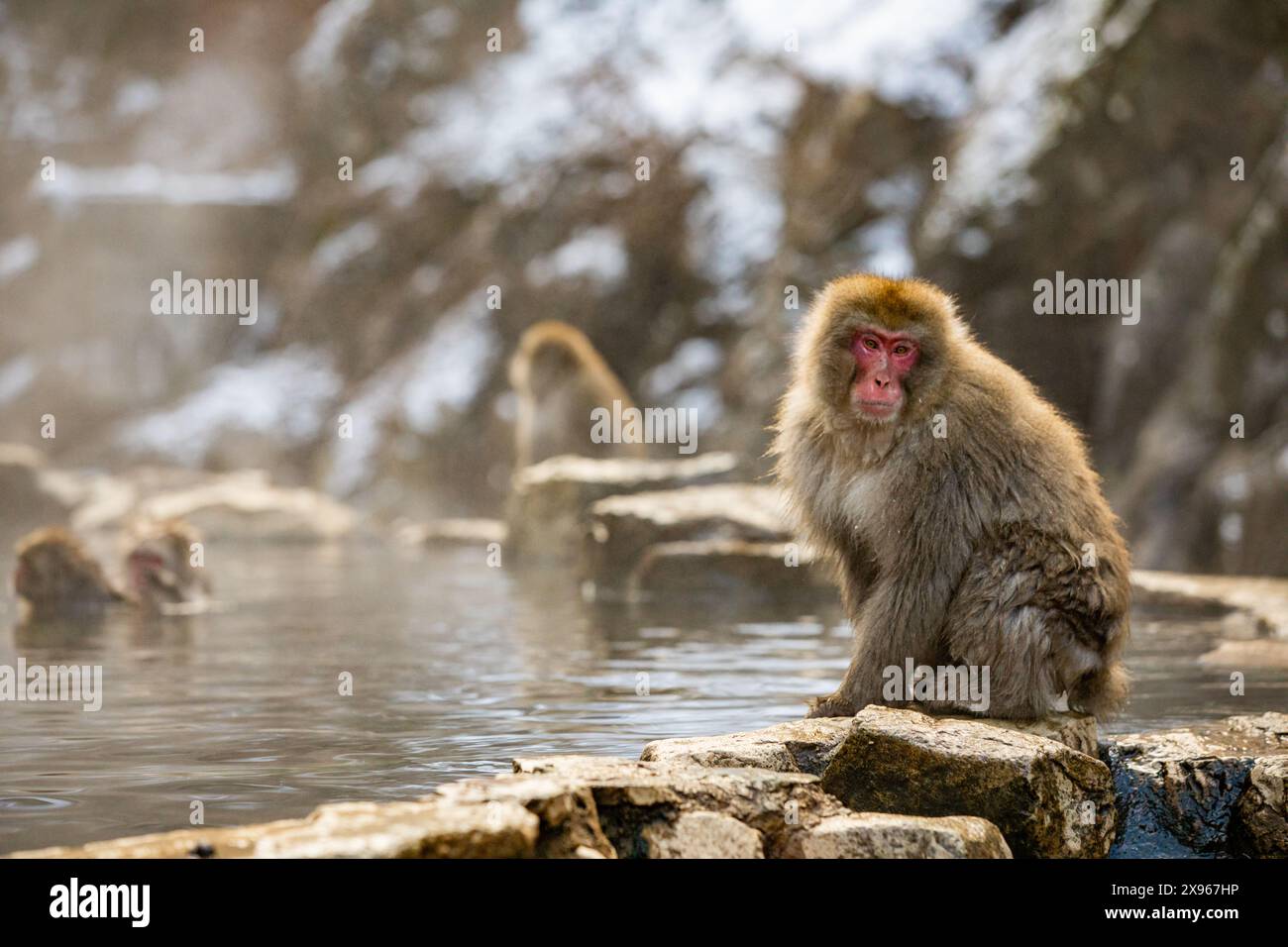 Singes des neiges au Snow Monkey Park, Jigokudani, Préfecture de Nagano, Honshu, Japon, Asie Banque D'Images Singes des neiges au Snow Monkey Park, Jigokudani, Préfecture de Nagano, Honshu, Japon, Asie Banque D'Images