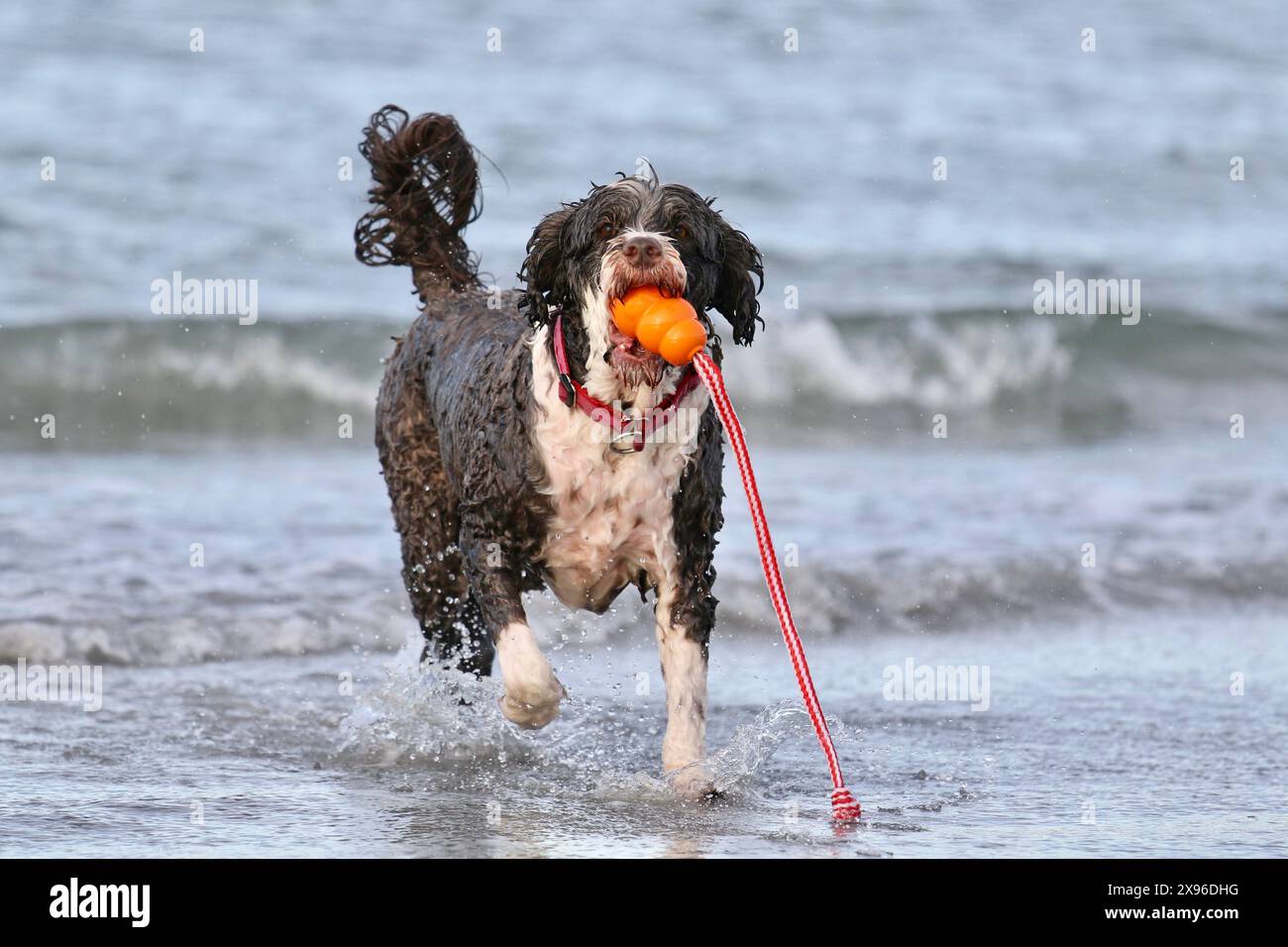 Chien d'eau portugais jouant un jeu de récupération avec un jouet à l'océan Banque D'Images