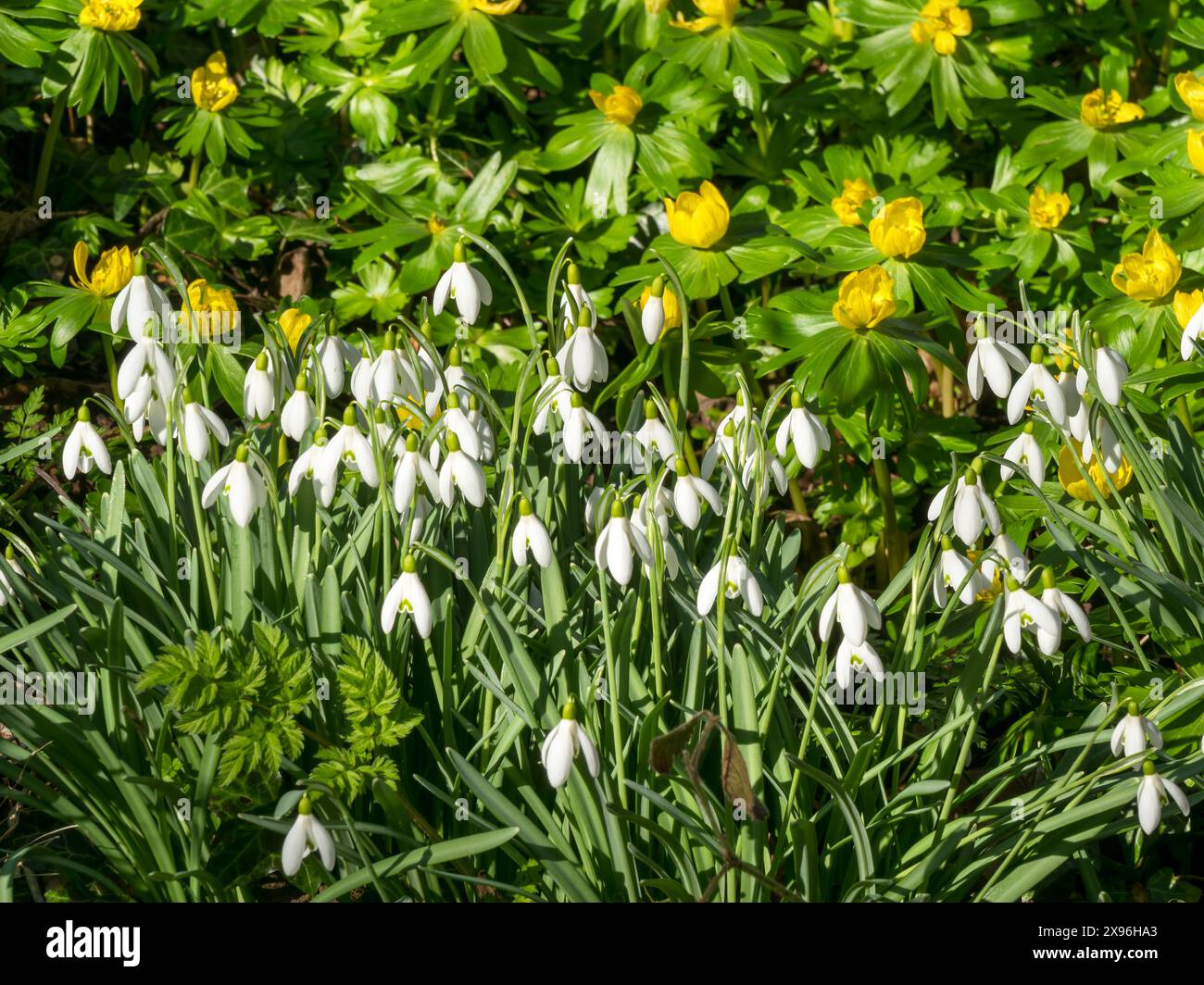 Ensoleillé, jolie goutte de neige blanche (Galanthus) et aconite jaune (Eranthis hyemalis) fleurs en février, Leicestershire, Angleterre, Royaume-Uni Banque D'Images