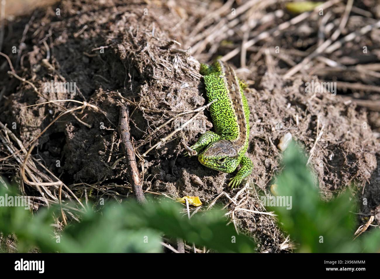 Zauneidechse Lacerta agilis . Zauneidechse Lacerta agilis . 20240501MIC0212 *** lézard de sable Lacerta agilis lézard de sable Lacerta agilis 20240501MIC0212 Banque D'Images