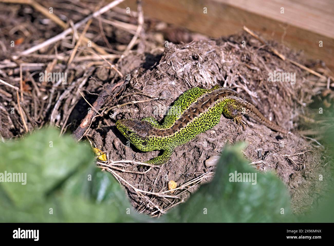 Zauneidechse Lacerta agilis . Zauneidechse Lacerta agilis . 20240501MIC0211 *** lézard de sable Lacerta agilis lézard de sable Lacerta agilis 20240501MIC0211 Banque D'Images
