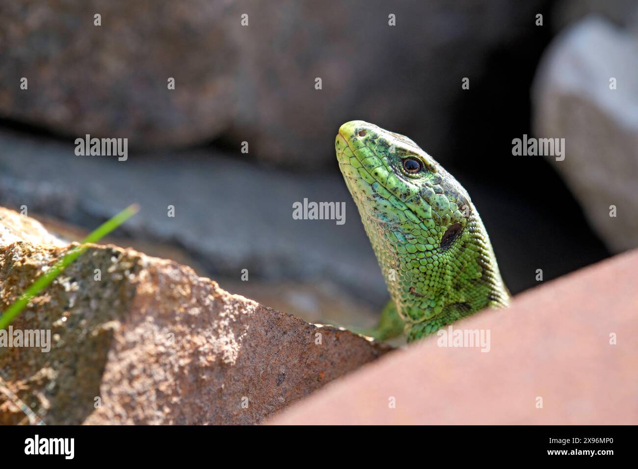 Zauneidechse Lacerta agilis . Zauneidechse Lacerta agilis . 20240501MIC0004 *** lézard de sable Lacerta agilis lézard de sable Lacerta agilis 20240501MIC0004 Banque D'Images