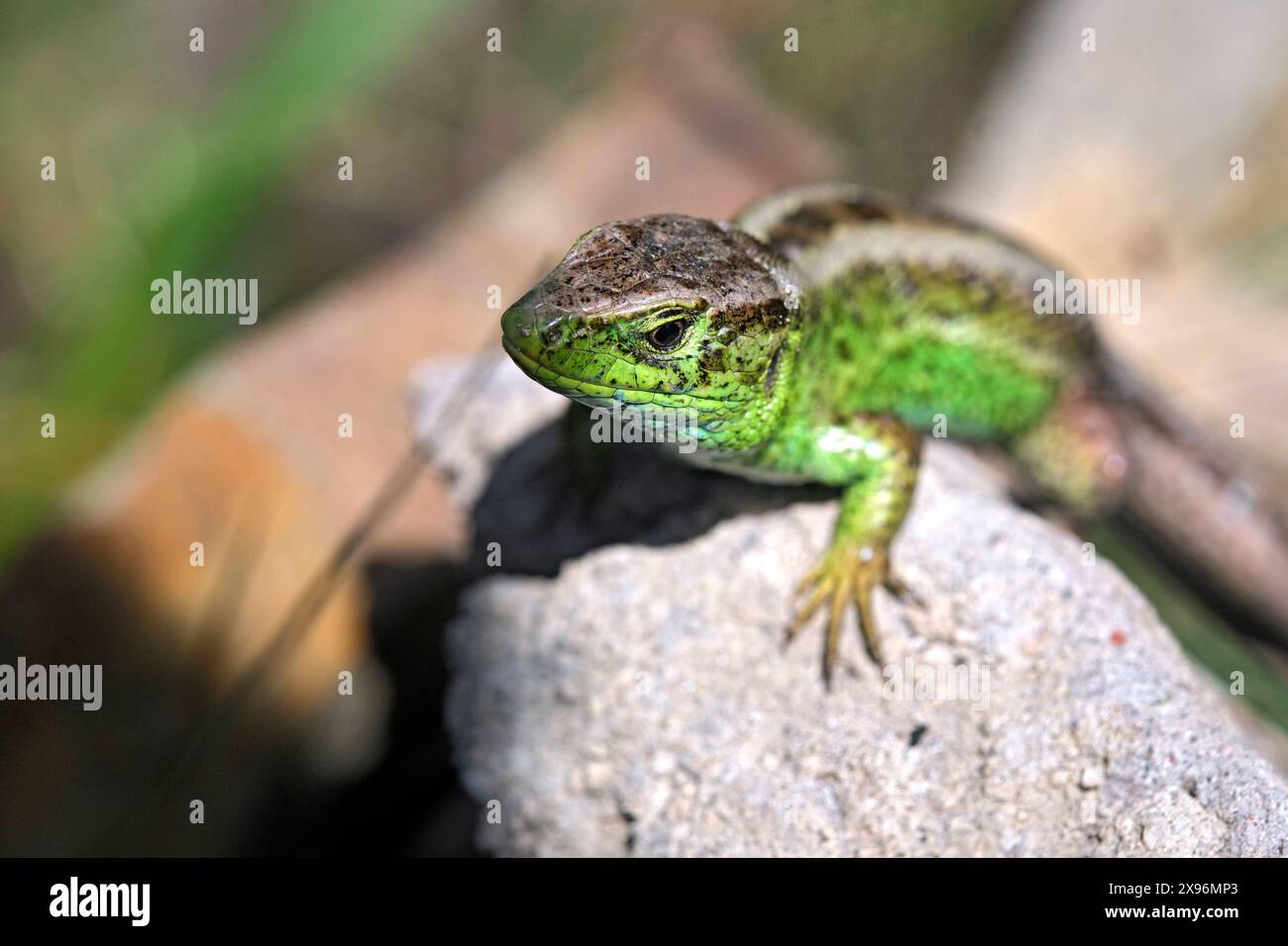 Zauneidechse Lacerta agilis . Zauneidechse Lacerta agilis . 20240501MIC0018 *** lézard de sable Lacerta agilis lézard de sable Lacerta agilis 20240501MIC0018 Banque D'Images