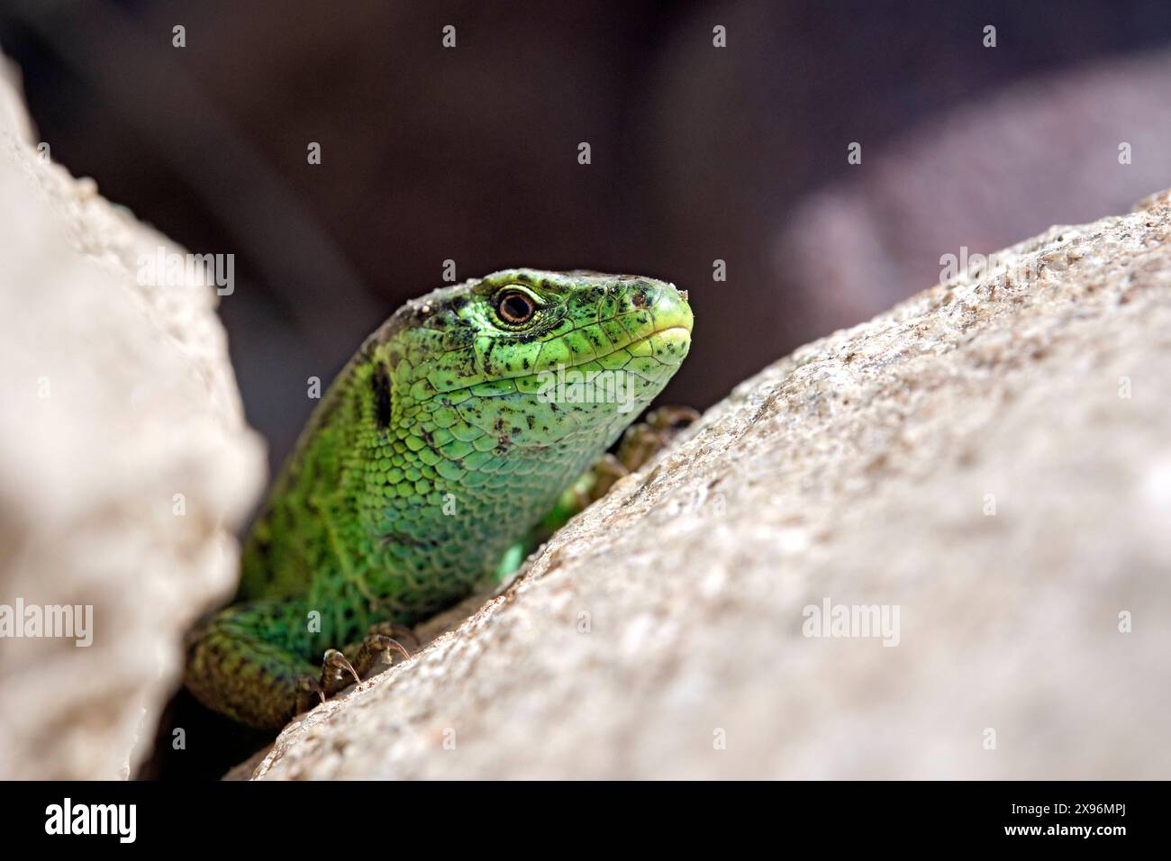 Zauneidechse Lacerta agilis . Zauneidechse Lacerta agilis . 20240501MIC0023 *** lézard de sable Lacerta agilis lézard de sable Lacerta agilis 20240501MIC0023 Banque D'Images
