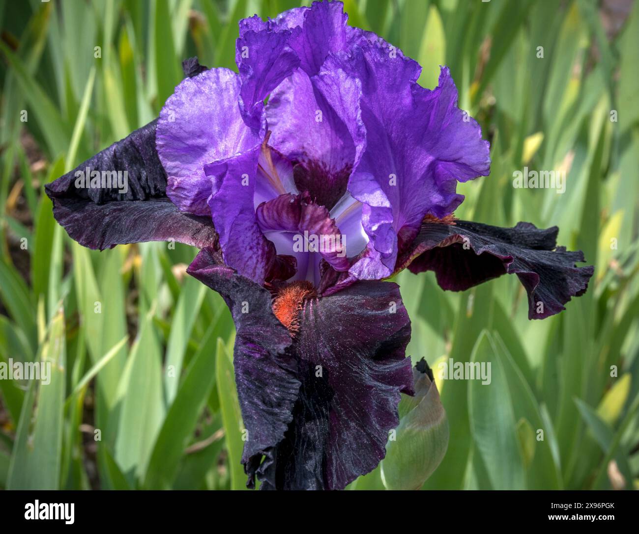 Un seul Iris violet foncé fleurit au printemps Banque D'Images