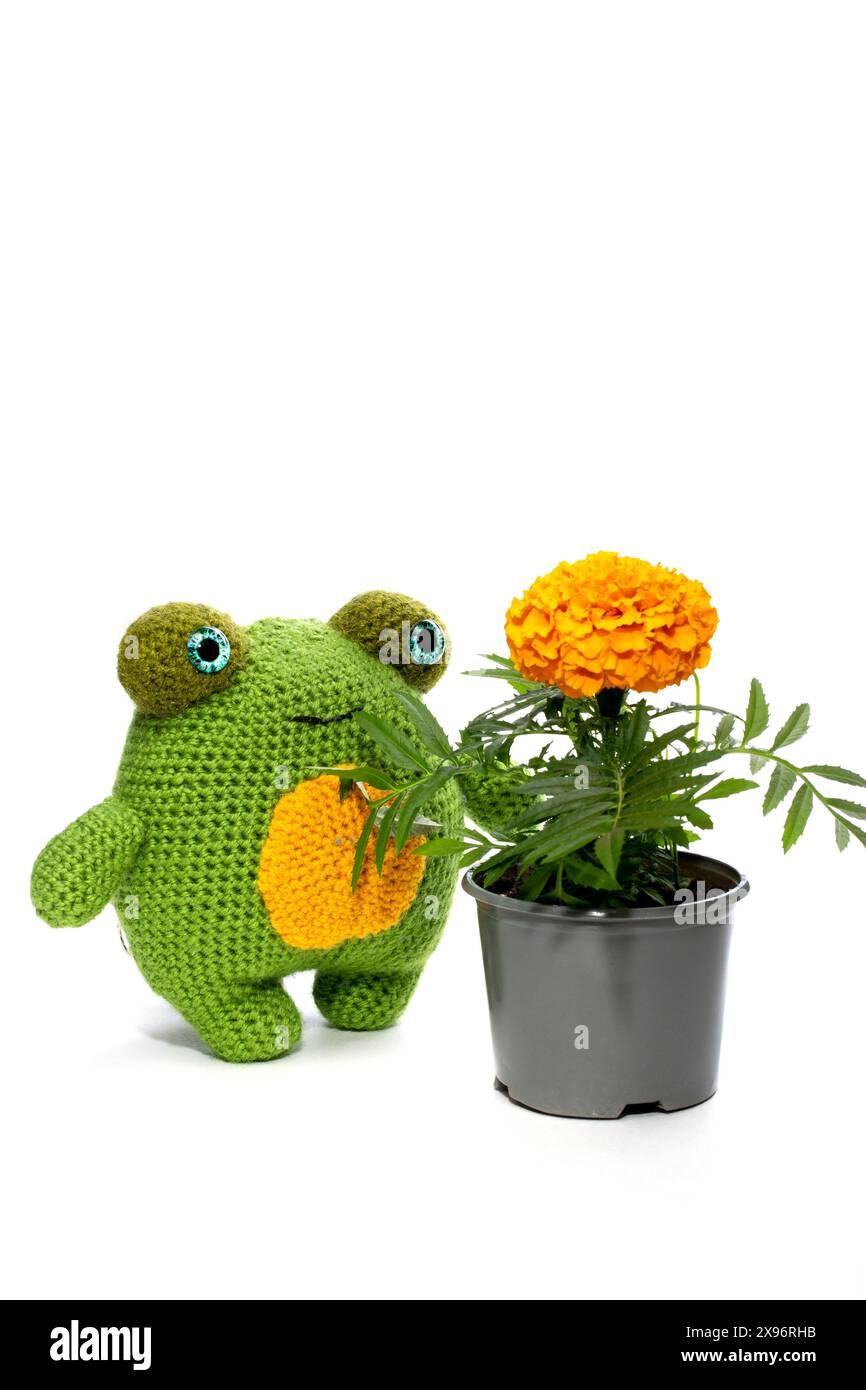 La grenouille est un jouet de laine tricoté doux fait de laine sur un fond blanc Banque D'Images