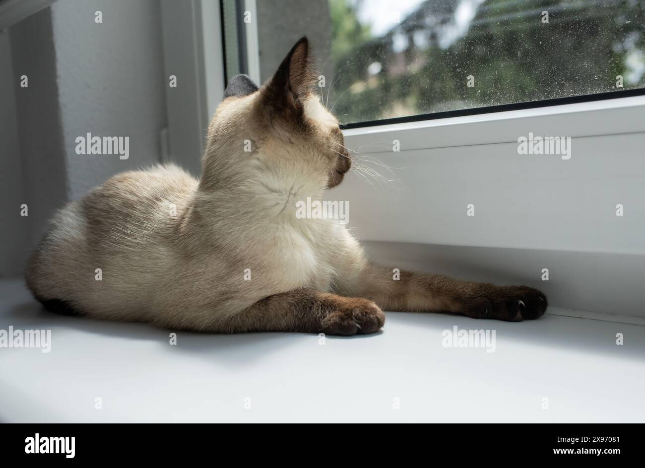 Beau portrait de chaton siamois. Chat relaxant sur le rebord de la fenêtre. Photo de haute qualité Banque D'Images