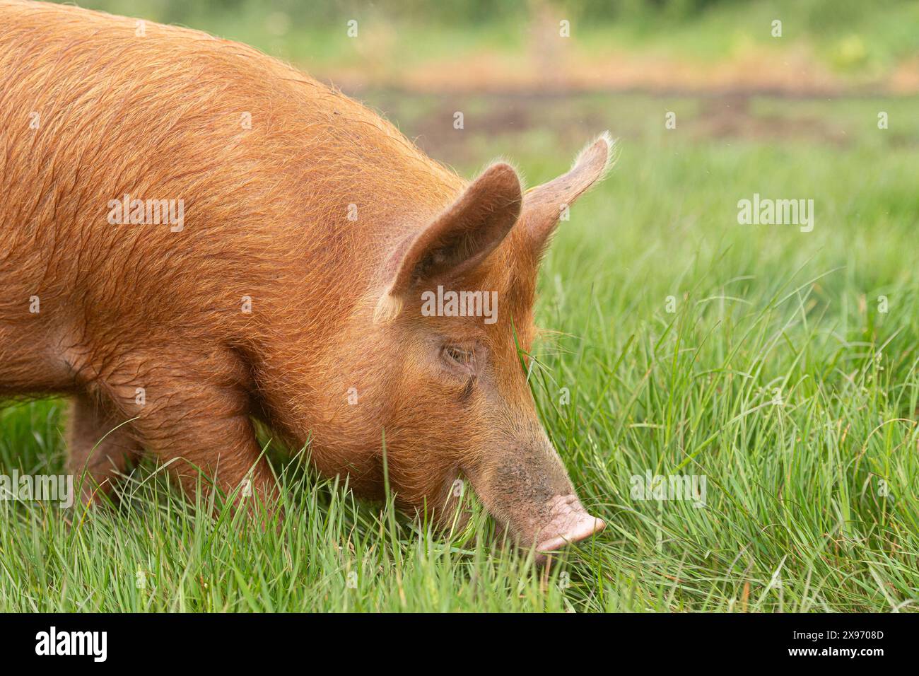 Tamworth Pig, sevré Banque D'Images