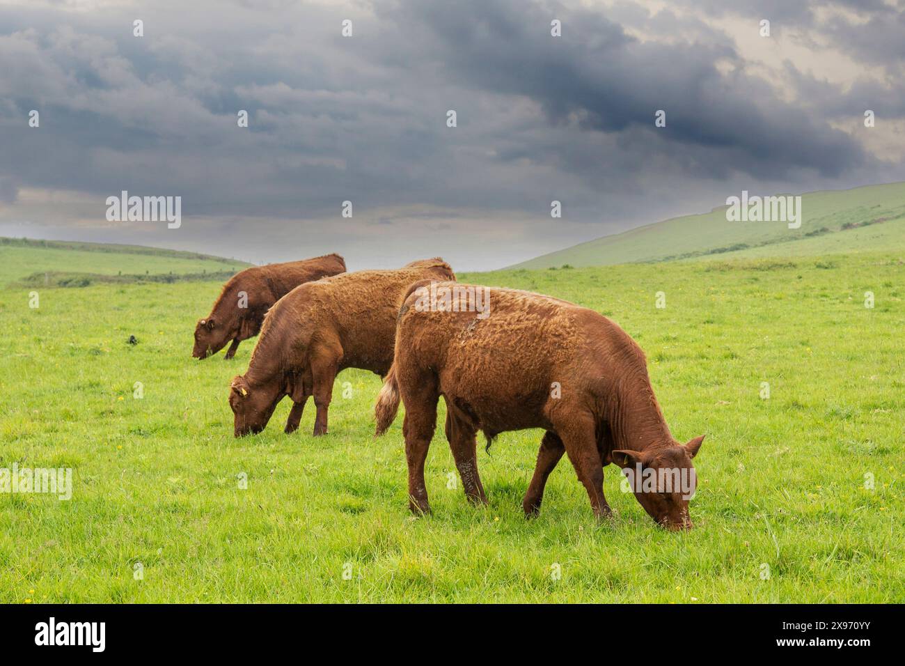 Taureaux Devon rouge rubis de 18 mois Banque D'Images