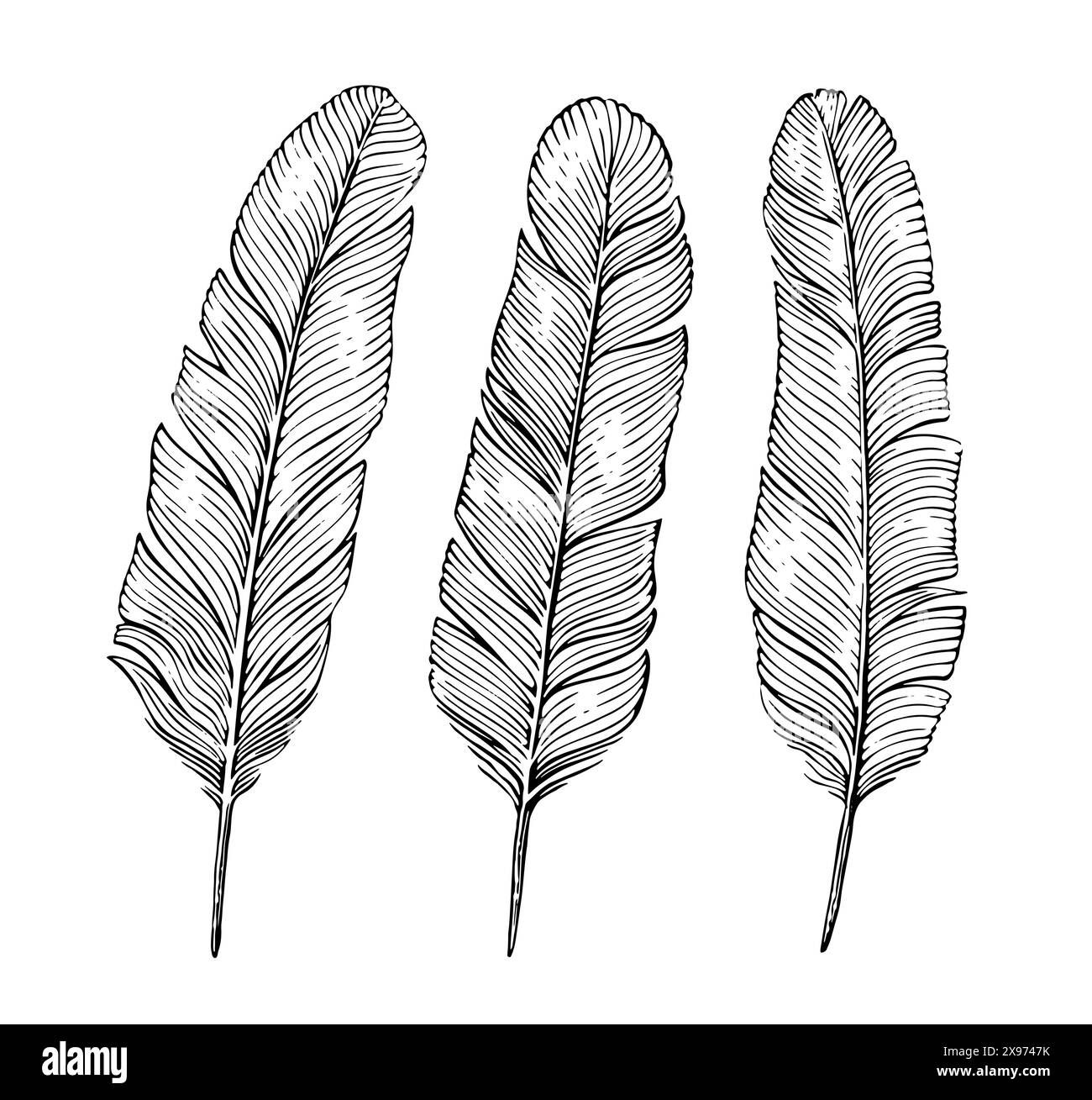 Plumes d'oiseau, jeu de plumes à plumes. Stylo à encre vintage, plume pour l'écriture. Dessin clipart dessiné à la main Illustration de Vecteur