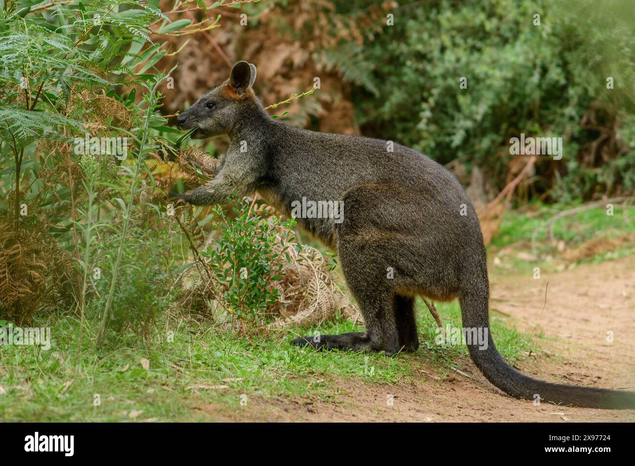 Australie ; Victoria ; Foster ; Wilsons Promontory ; Parc national, marais Wallaby, Wallabia bicolor Banque D'Images