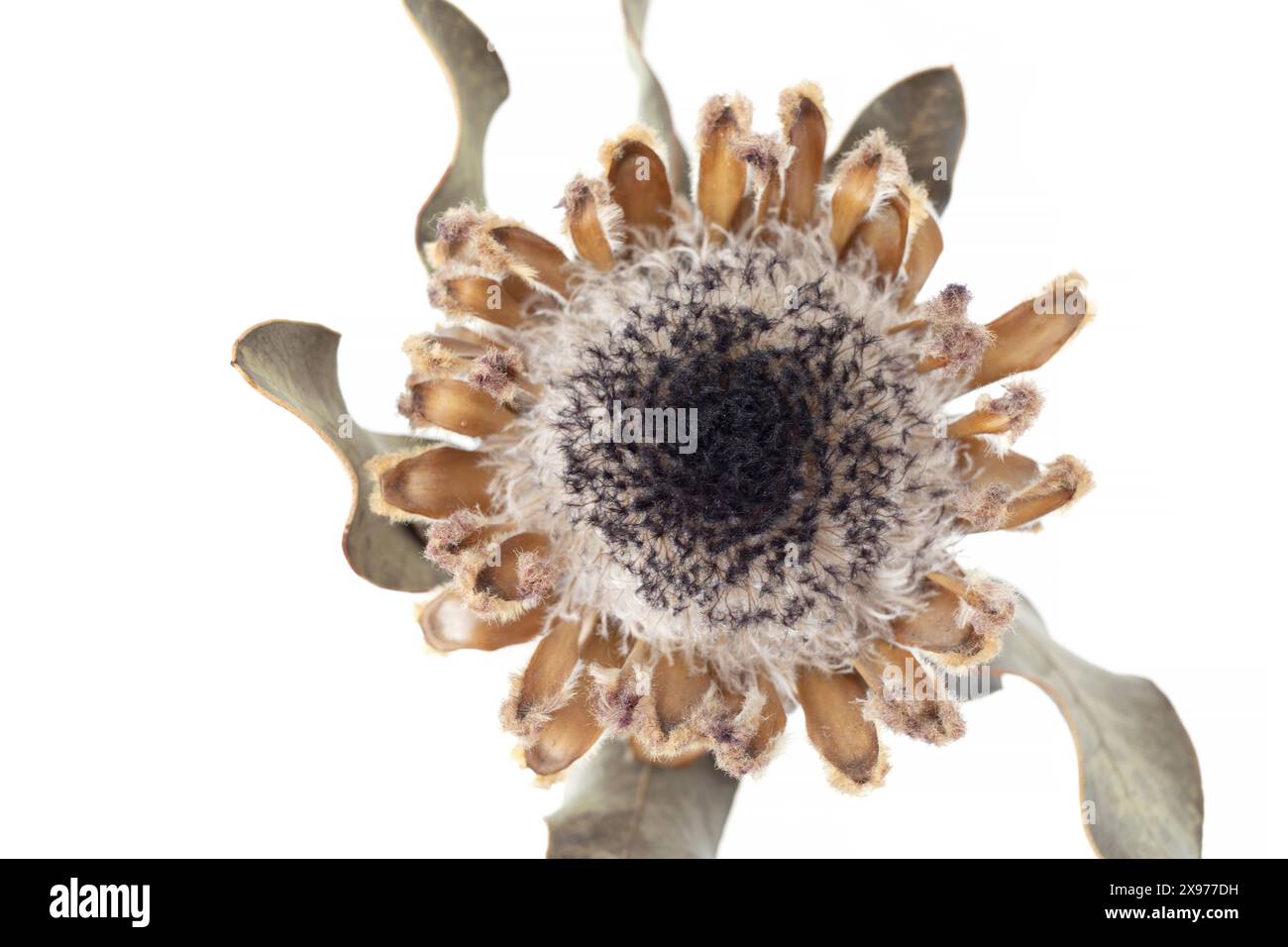 Fleur de protéa séchée sur un fond blanc, photographie botanique vue de dessus avec espace négatif Banque D'Images